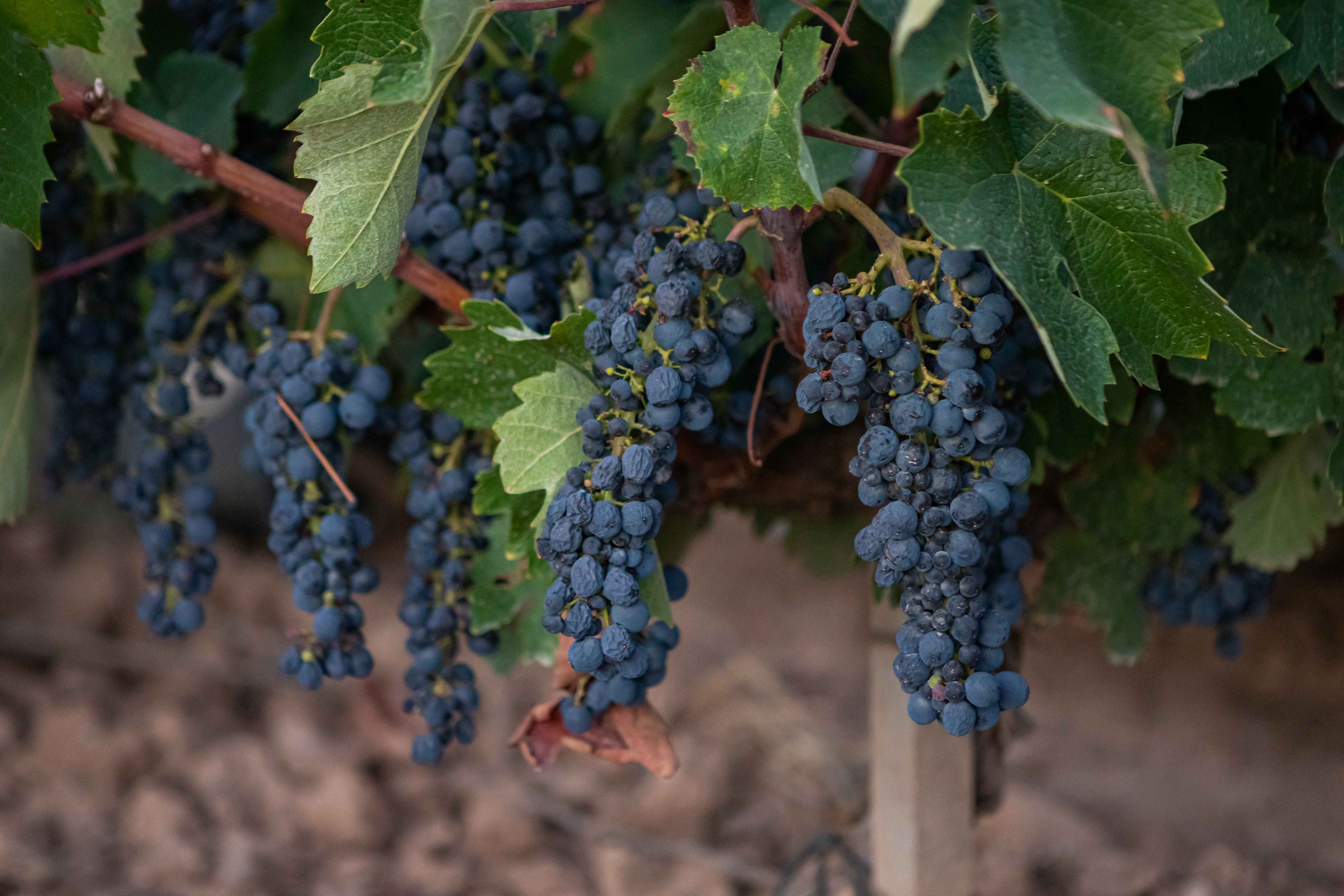 Racimos de la variedad gonfaus, propiedad de Familia Torres.  