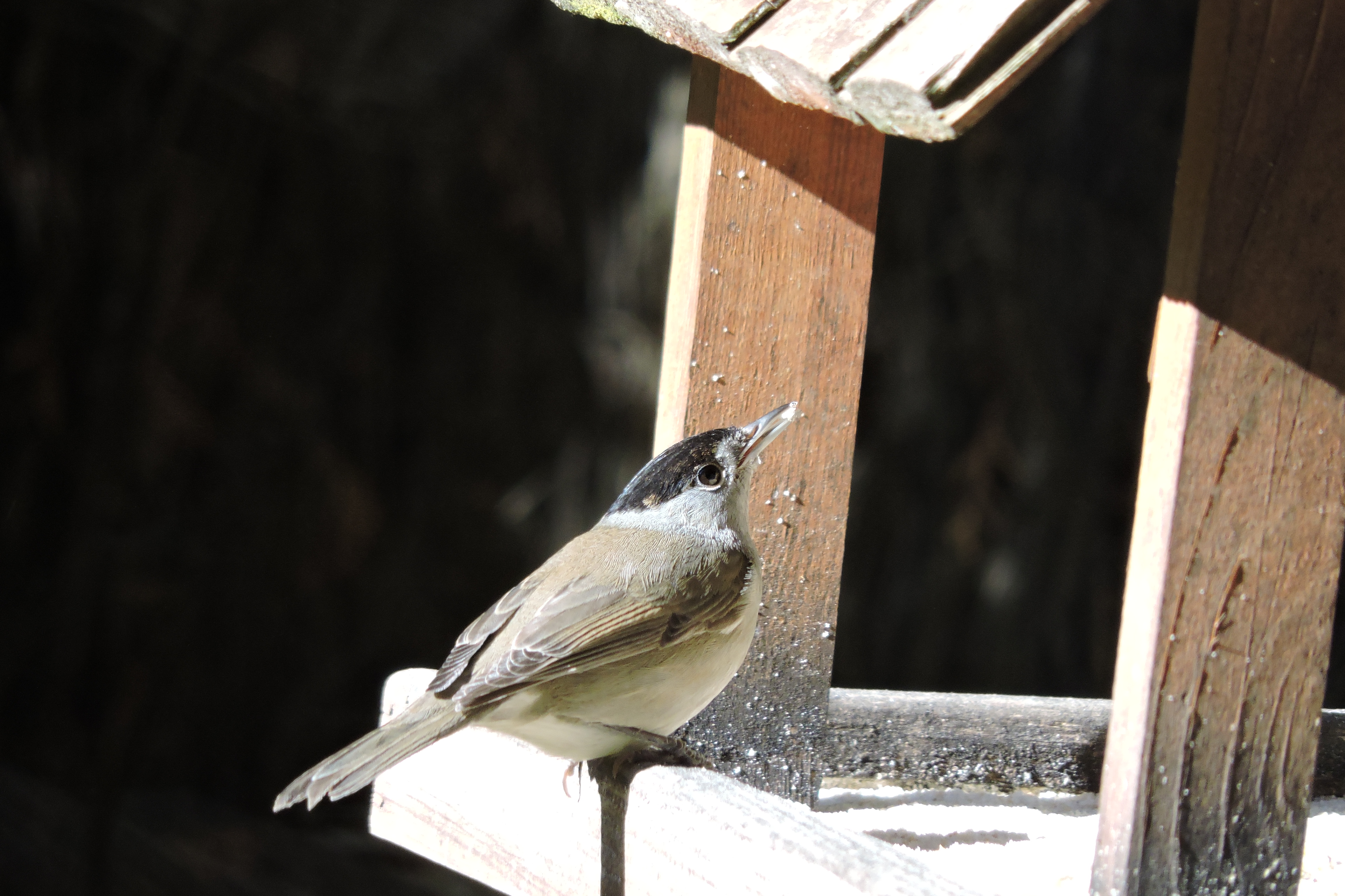 Caseta casera con una curruca capirotada. Fotografía de: Jose Luis Gallego