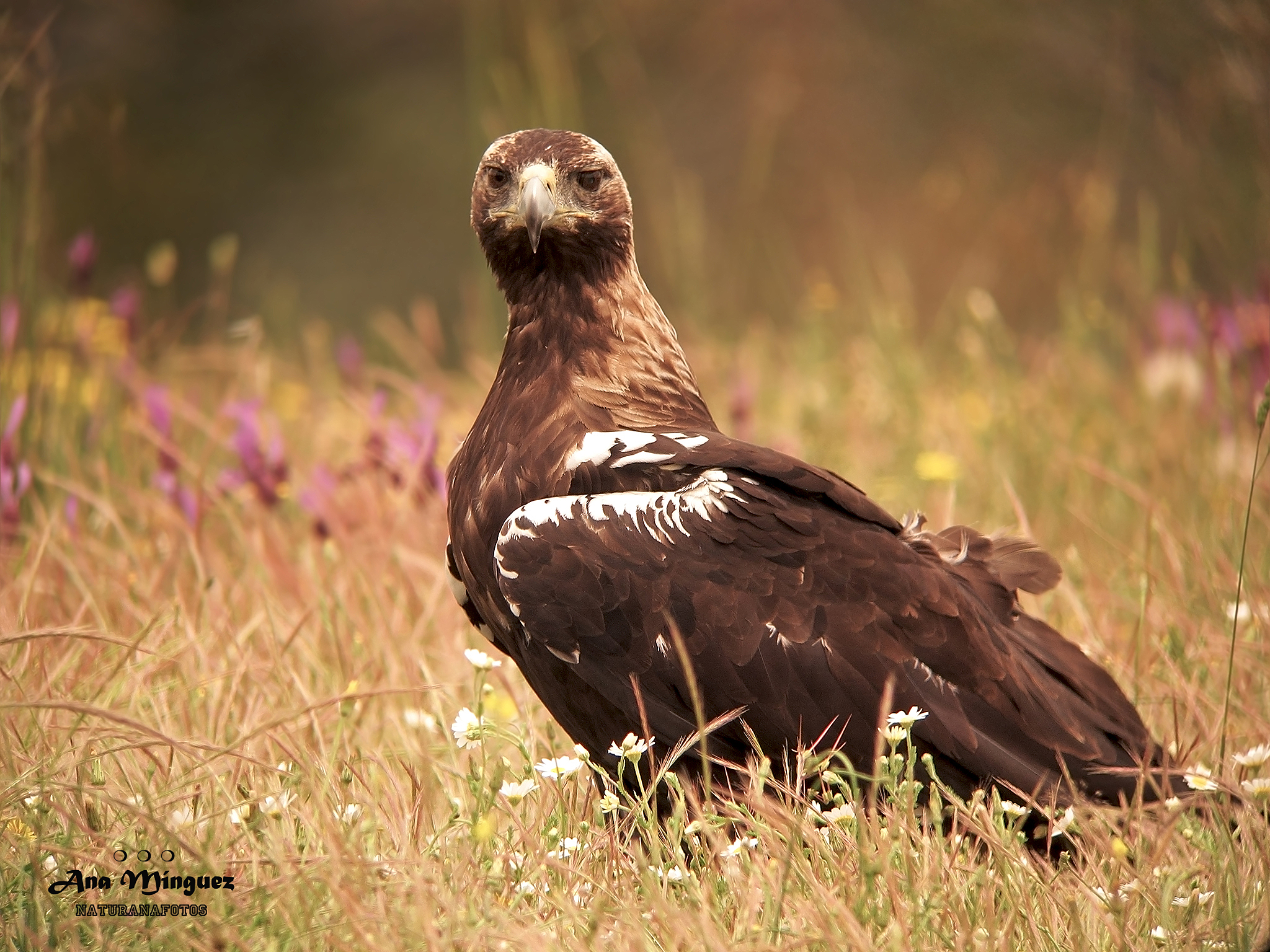 Aguila Imperial