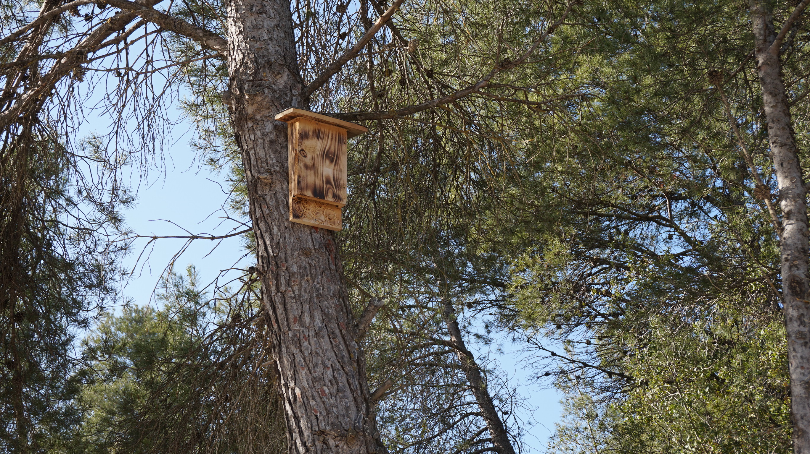 Cajas nido instaladas en un árbol dentro de la finca de Familia Torres, ofreciendo un refugio seguro para los murciélagos