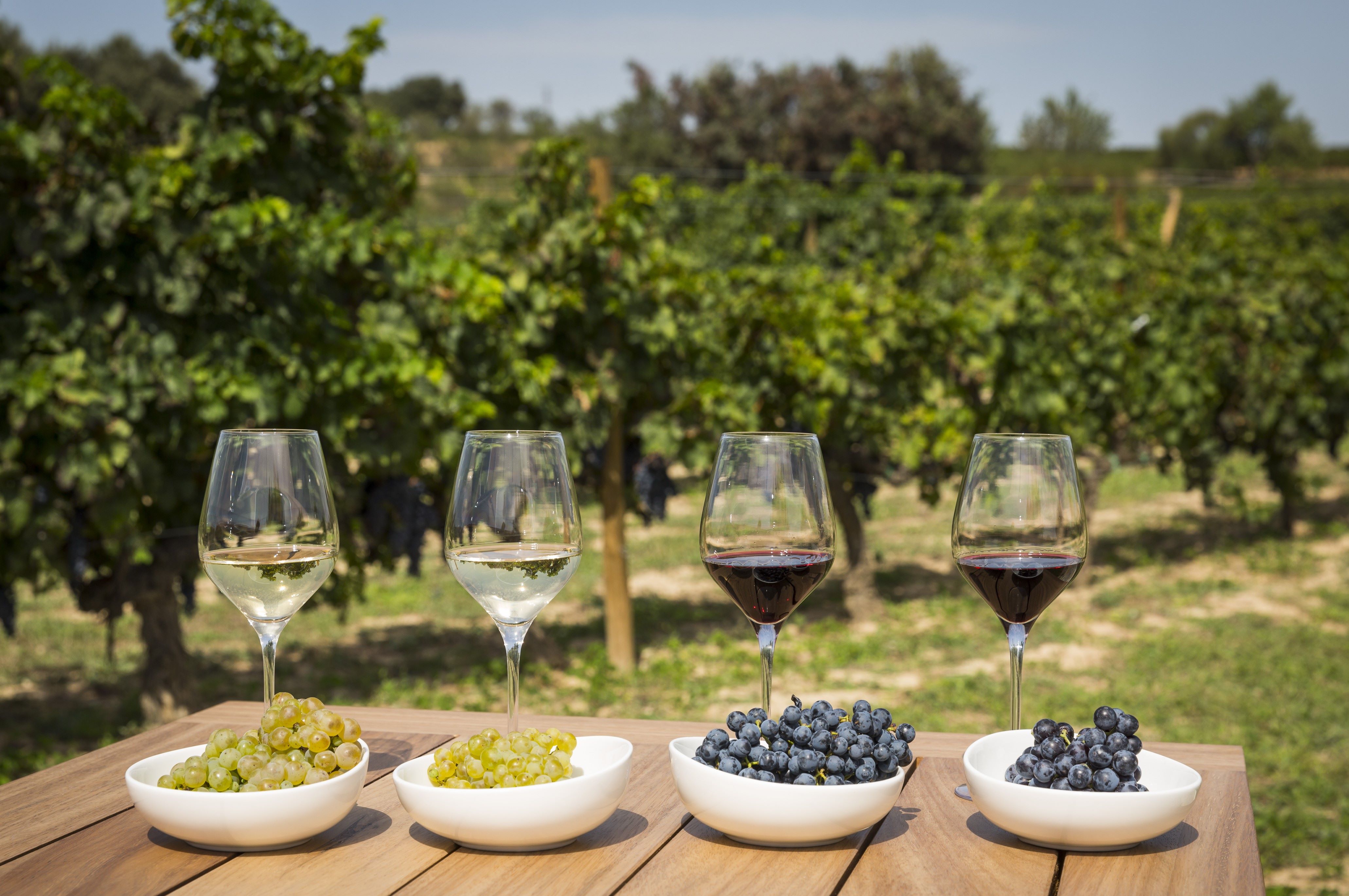 Cata vino uvas enoturismo Familia Torres Penedès