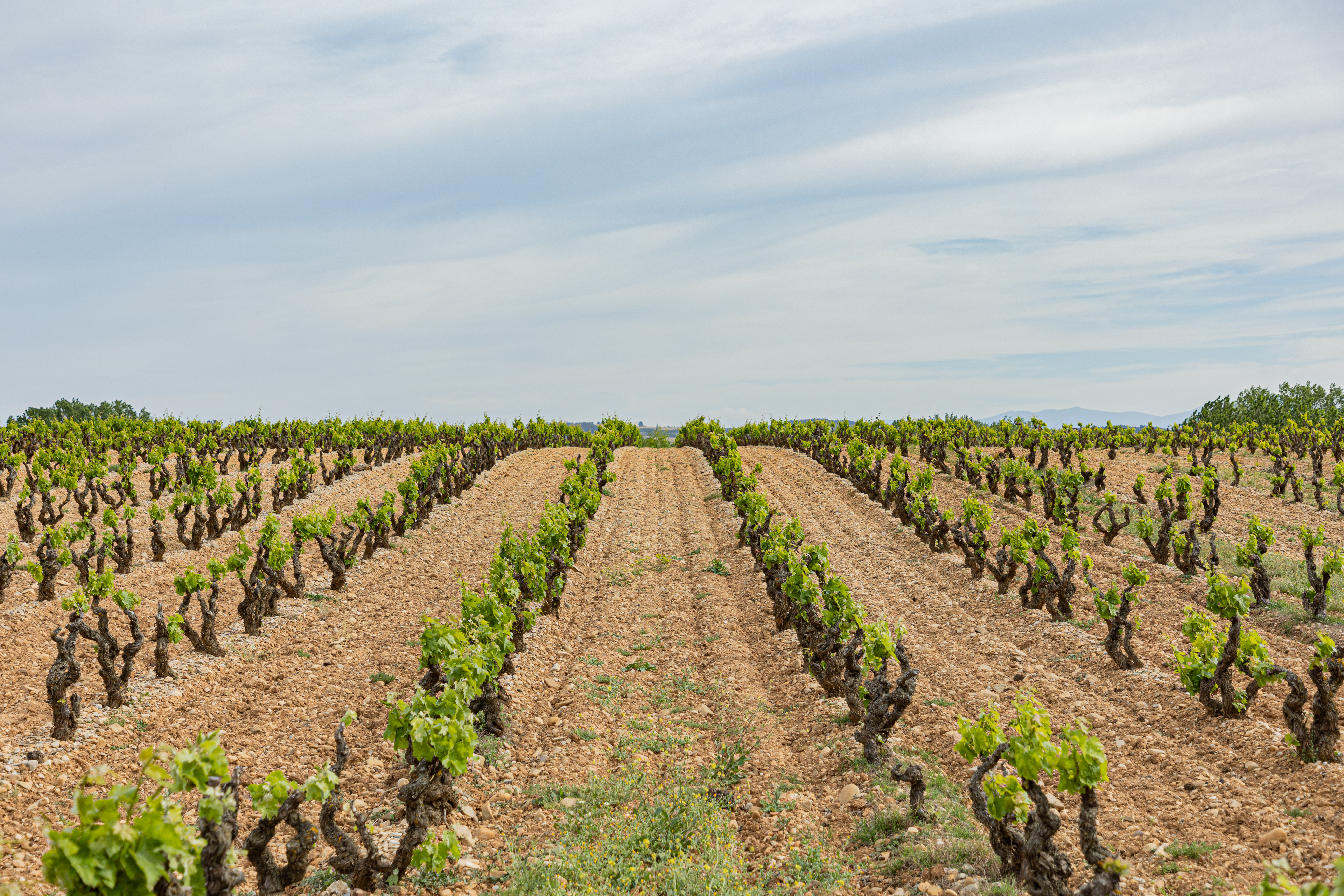Viñedos de la DOCa Rioja donde nace Malpastor. 