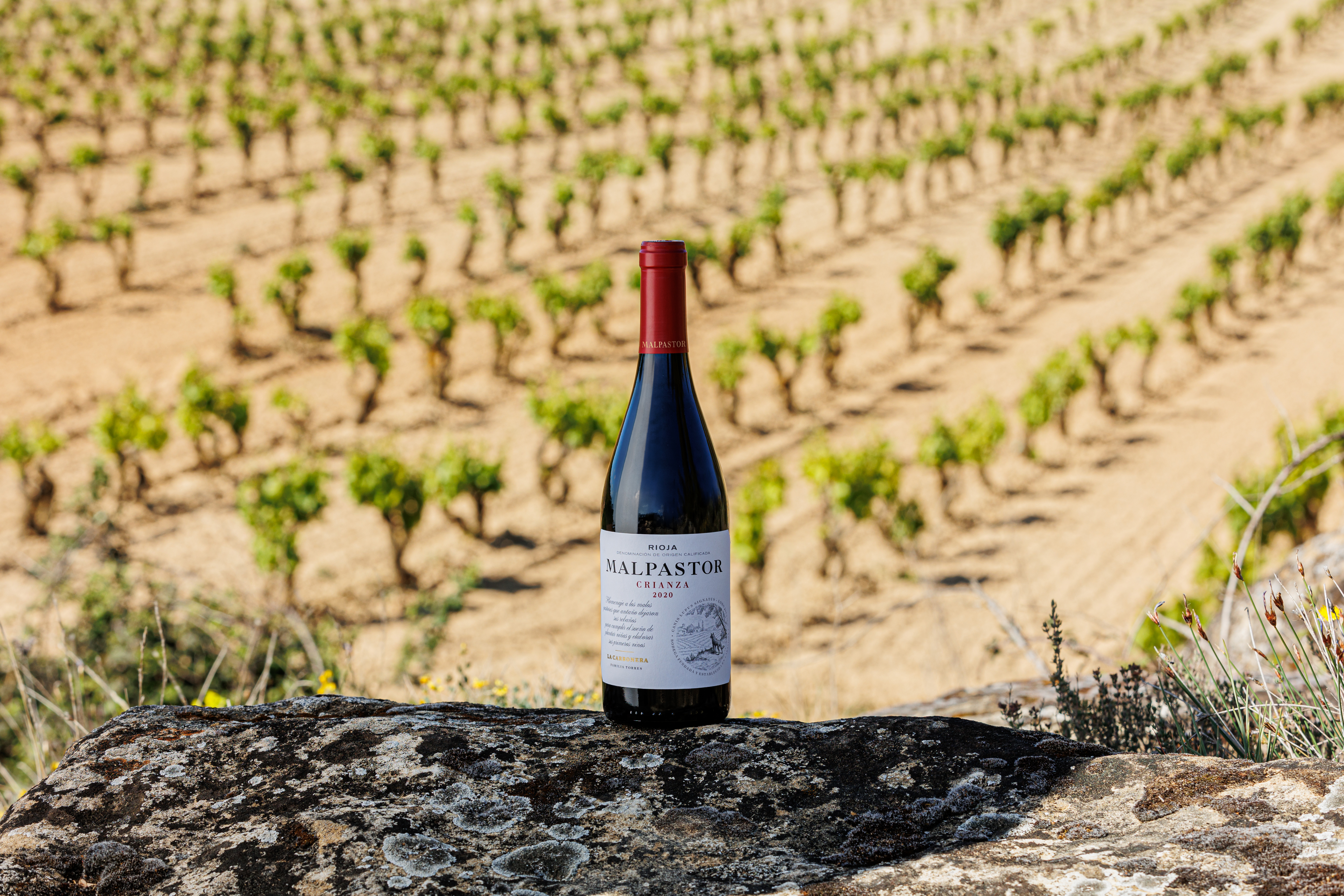 Malpastor elaborado en la DOCa Rioja delante de un viñedo de tempranillo.