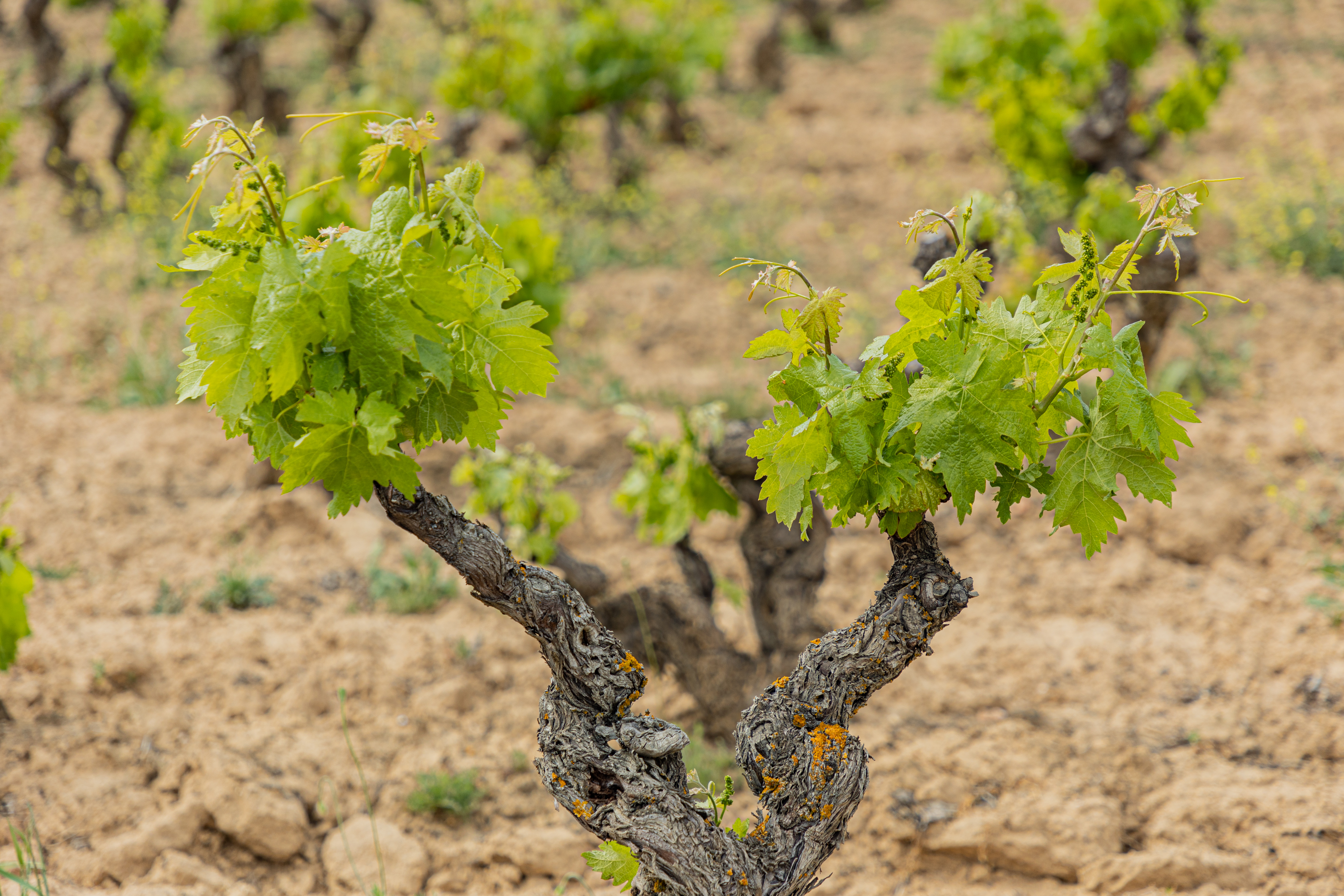 Cepas de tempranillo en la DOCa Rioja, propiedad de Familia Torres.
