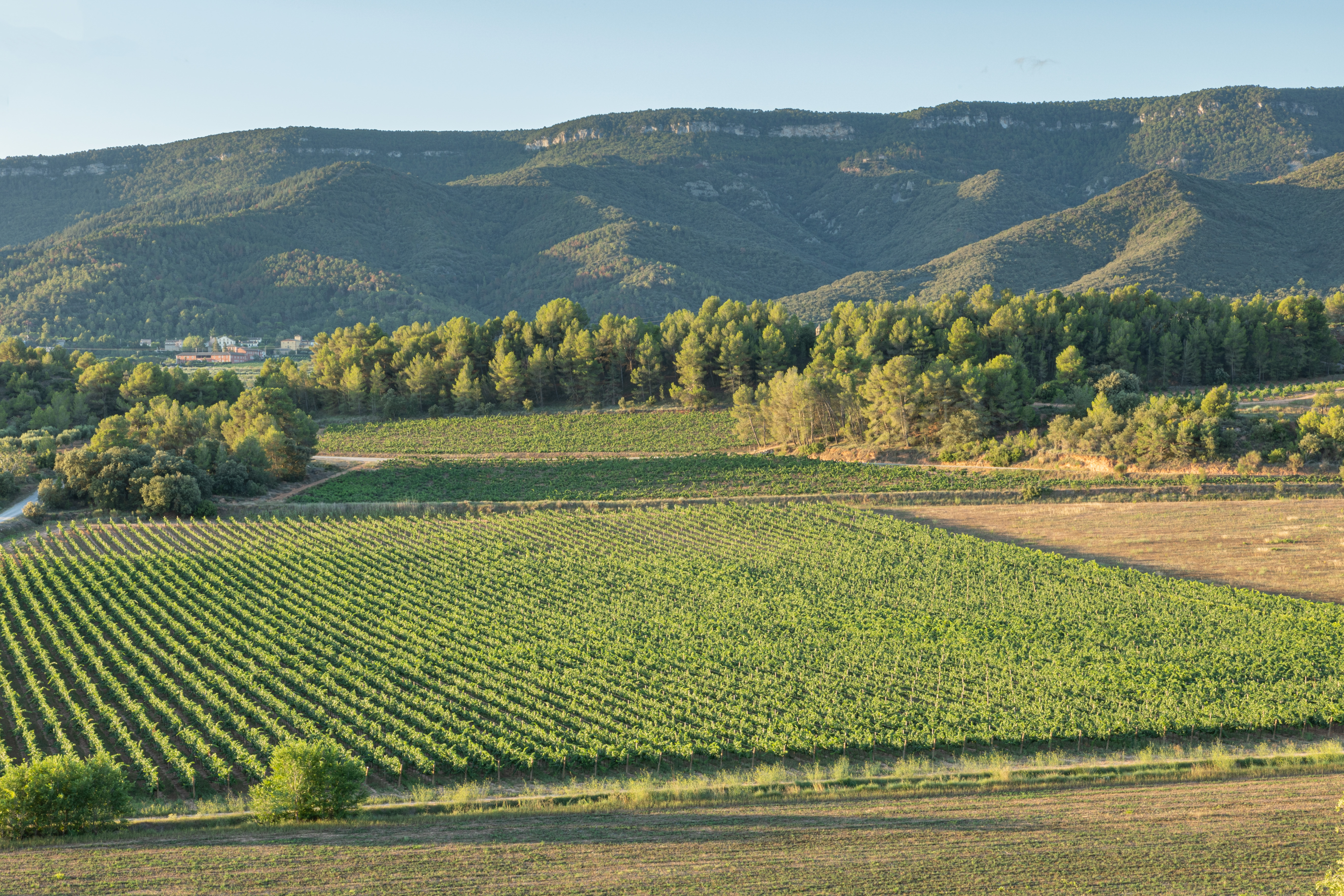 Viñedos de chardonnay de la finca dónde nace Milmanda, en la DO Conca de Barberà.