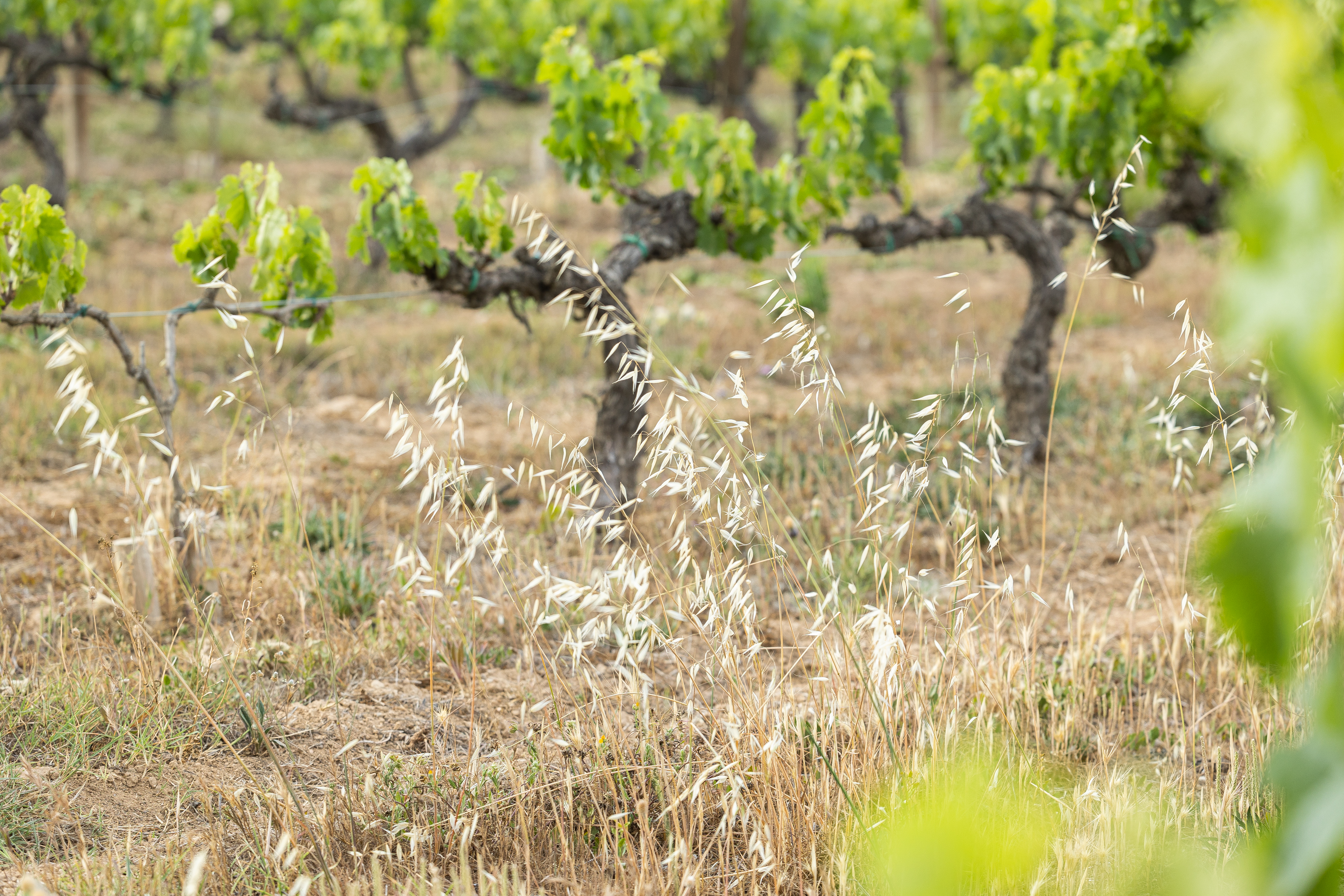 Viñedo Mas La Plana, DO Penedès, propiedad de Familia Torres