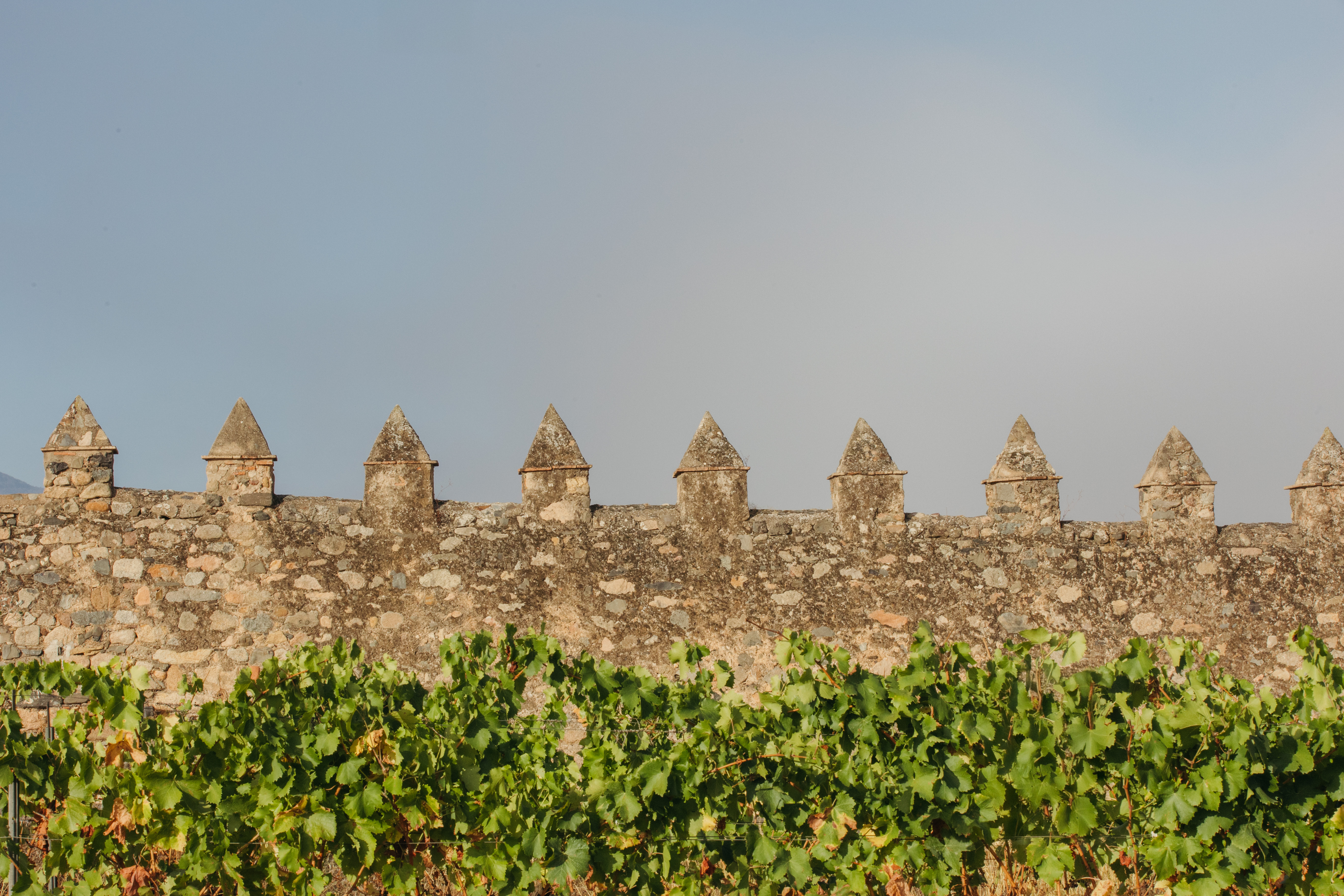 El viñedo de Grans Muralles, junto con la muralla histórica del sigo XV