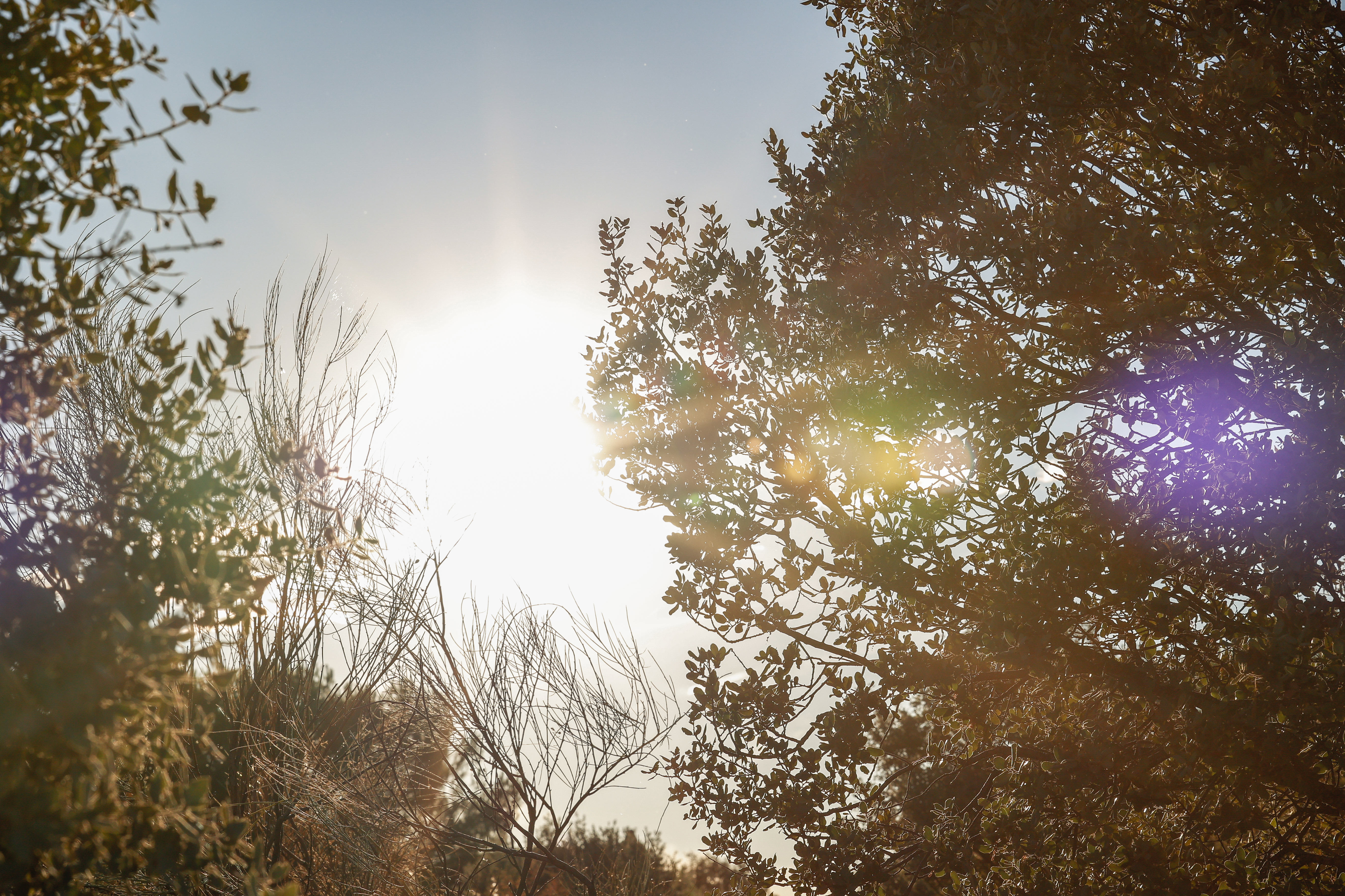 Bosques en la DO Rueda&nbsp;