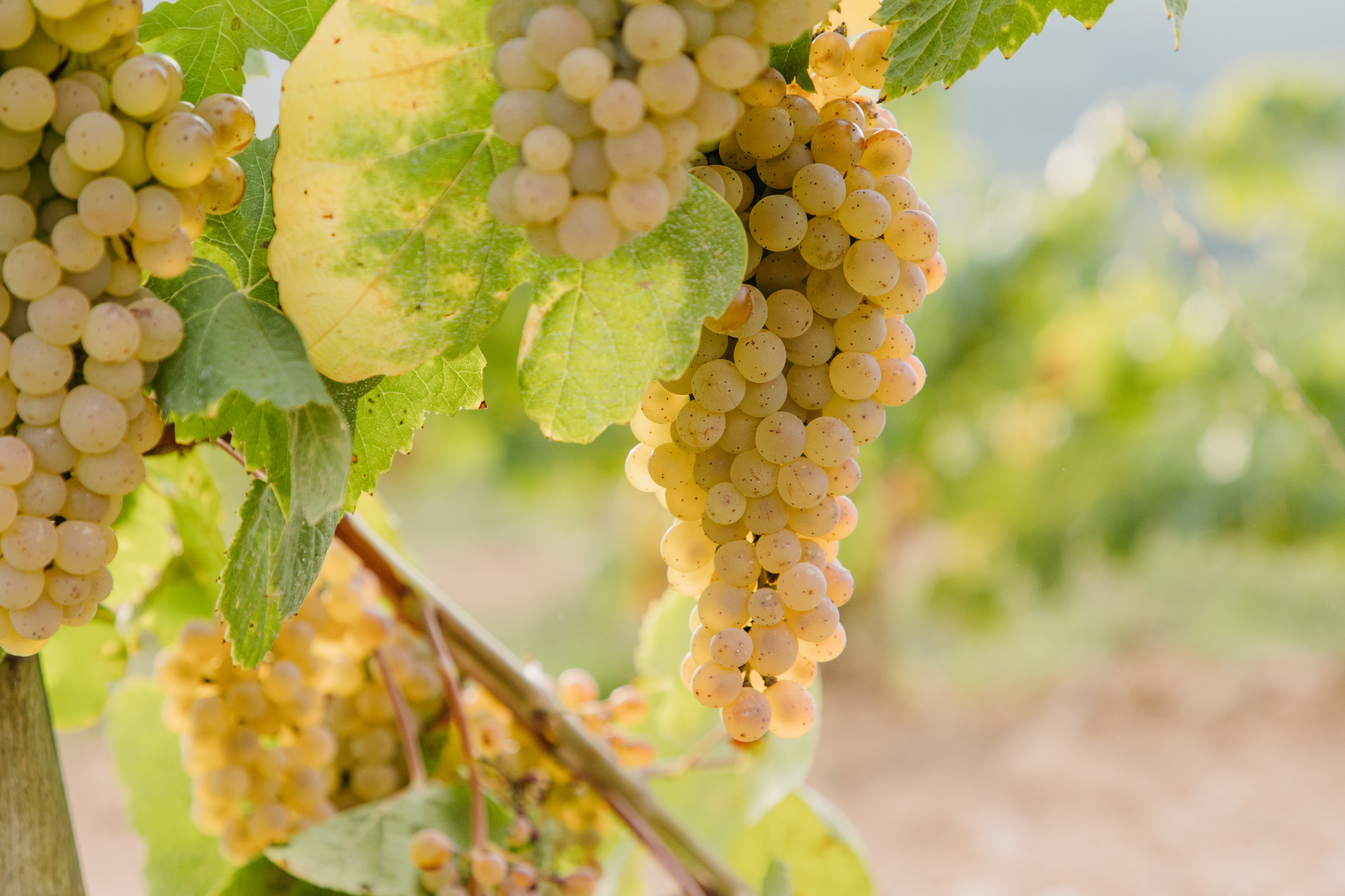 Forcada plantada en la DO Penedès
