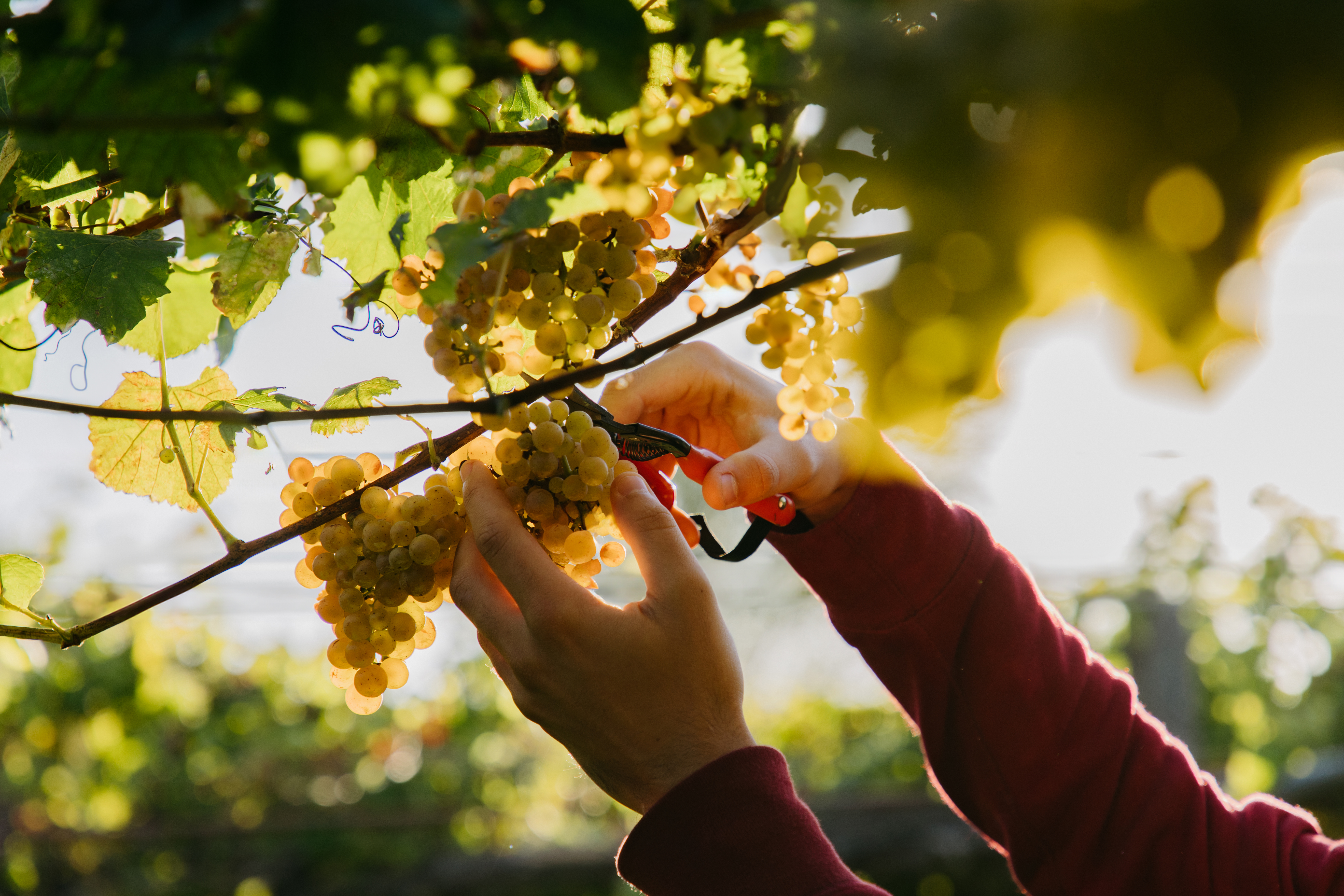 Vendimia de la variedad albariño