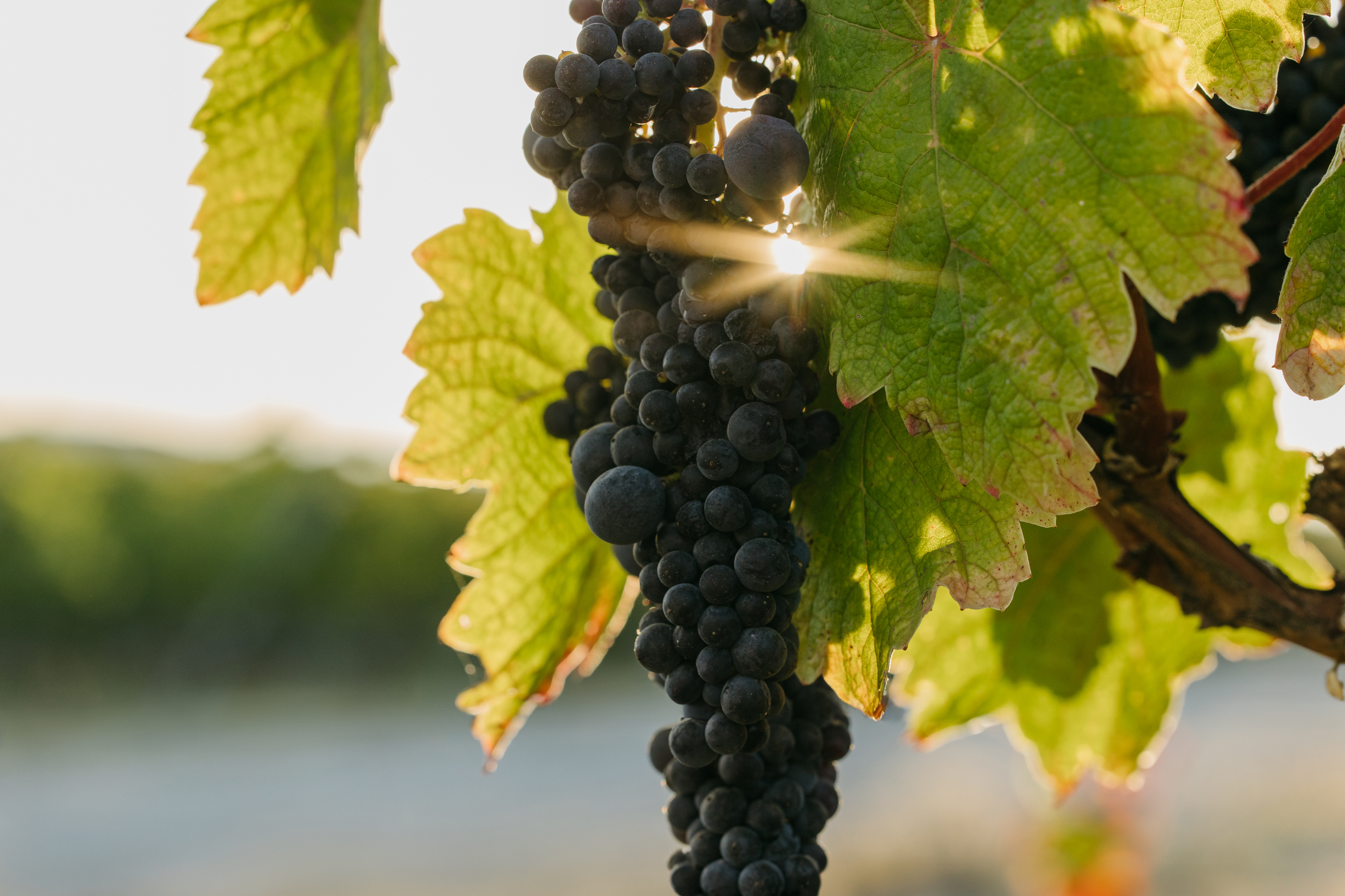 Variedad recuperada gonfaus plantada en la finca Purgatori, propiedad de Familia Torres
