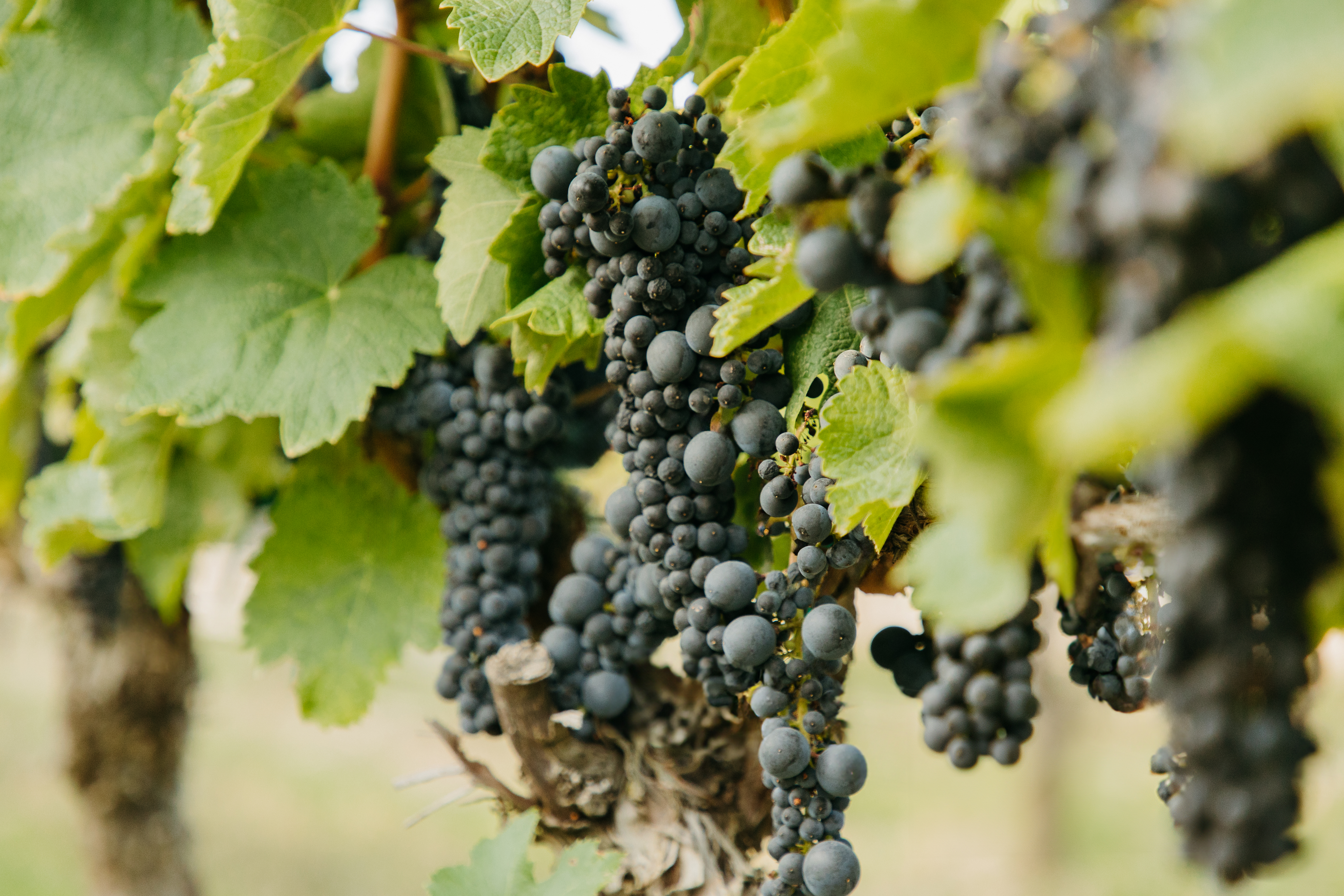 Cepa de la variedad gonfaus, en la finca Purgatori, propiedad de la Familia Torres