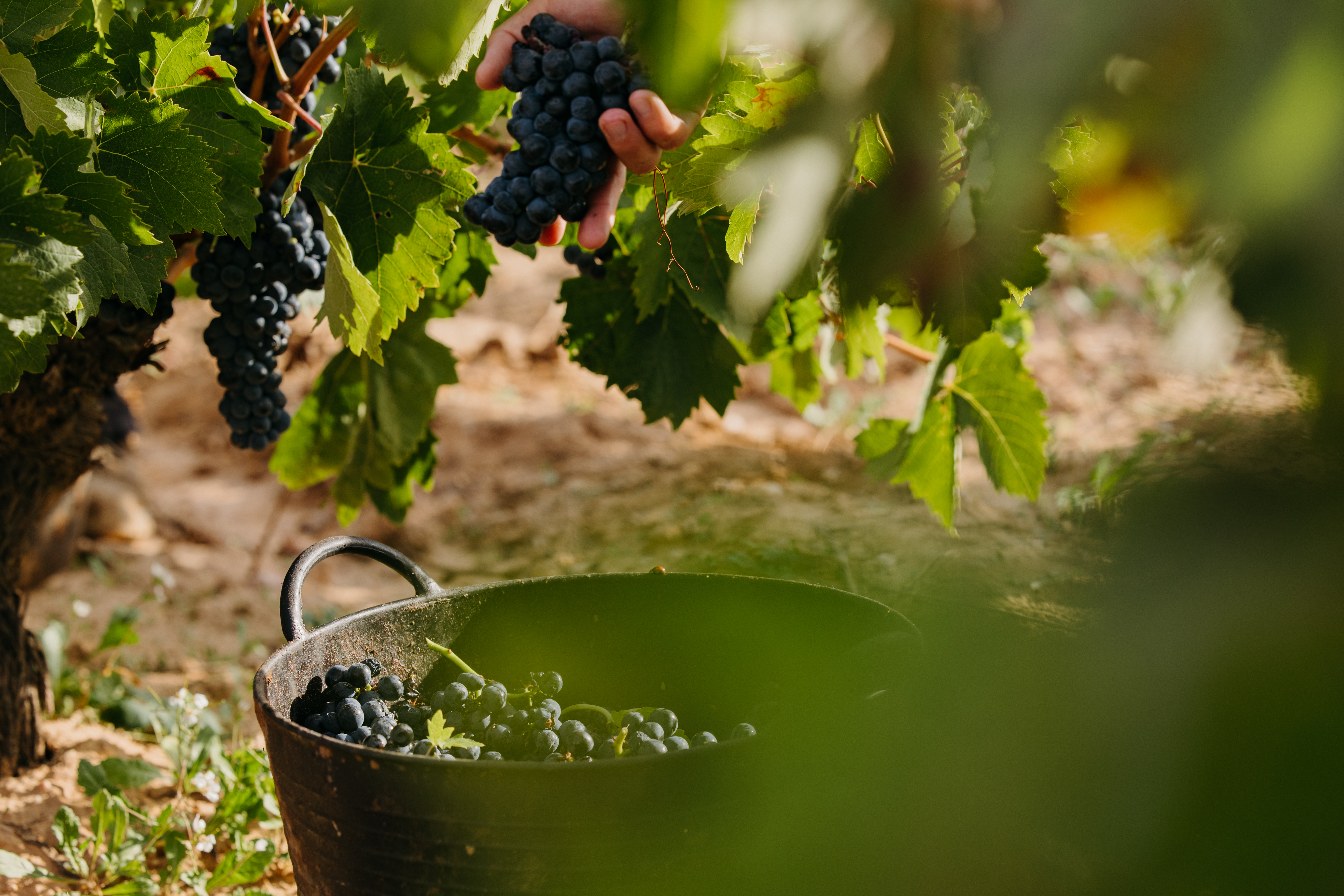 Vendimia en la DO Ribera del Duero.