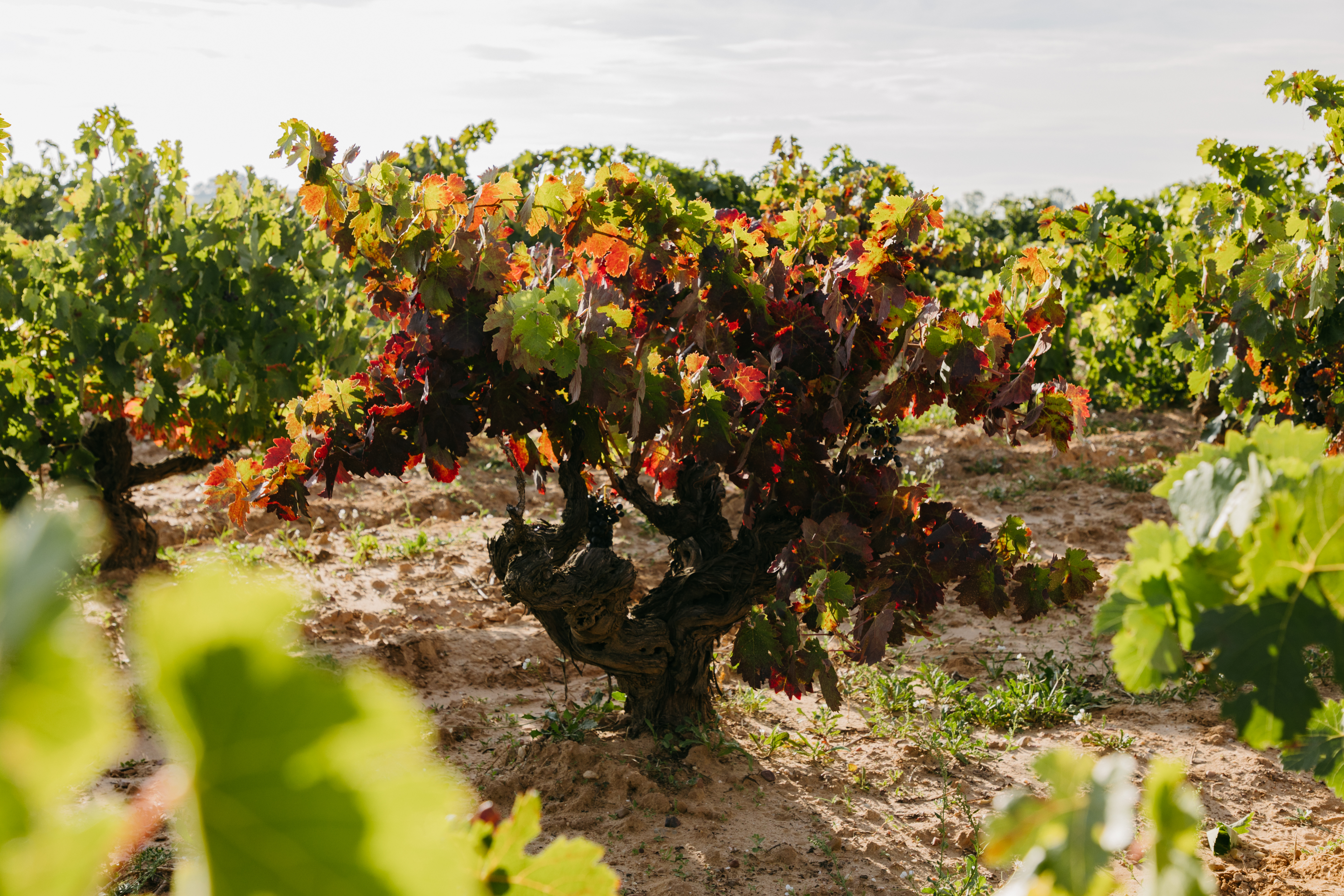 Viñedo en el DO Ribera del Duero, propiedad de Familia Torres