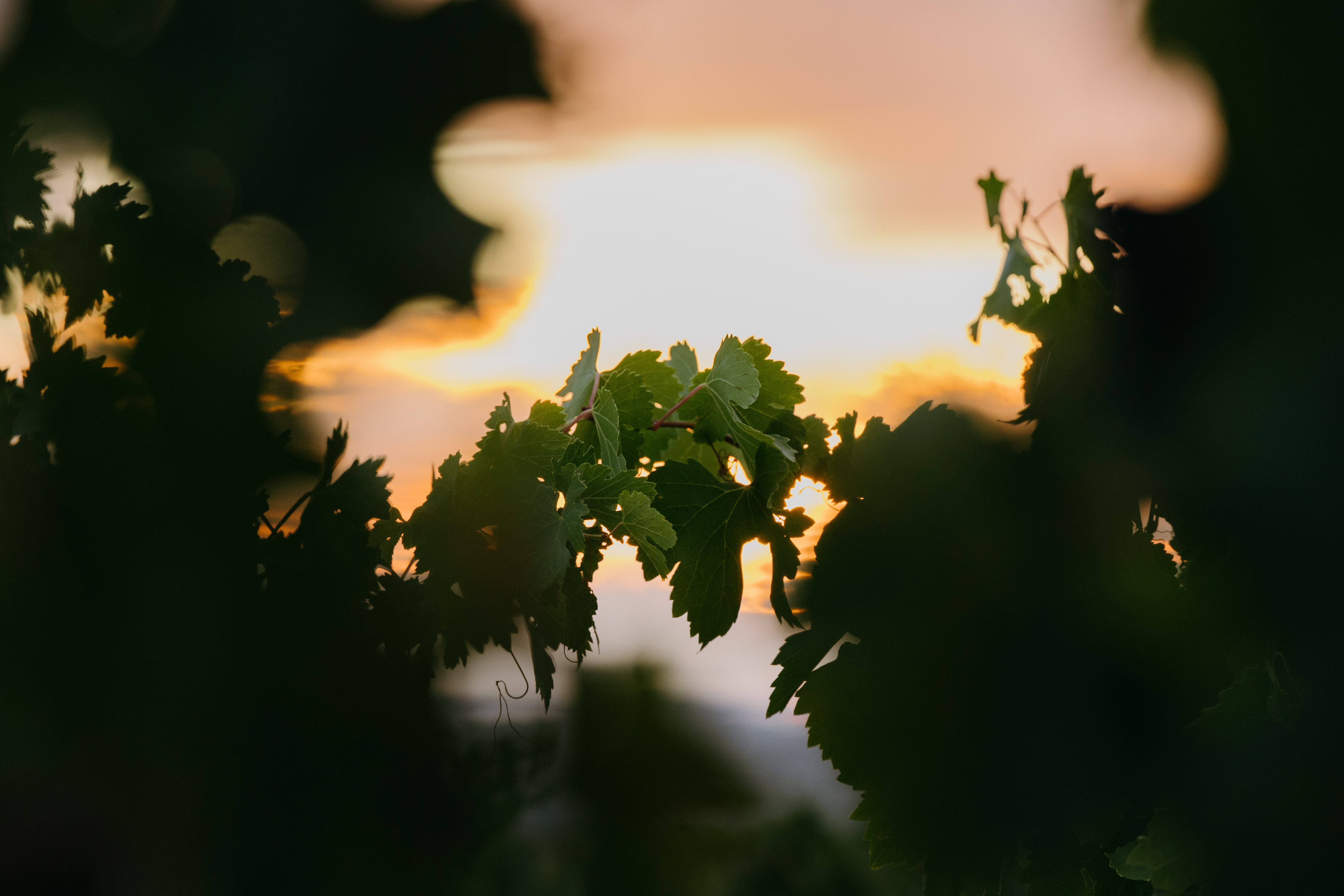 Atardecer en la DO Ribera del Duero