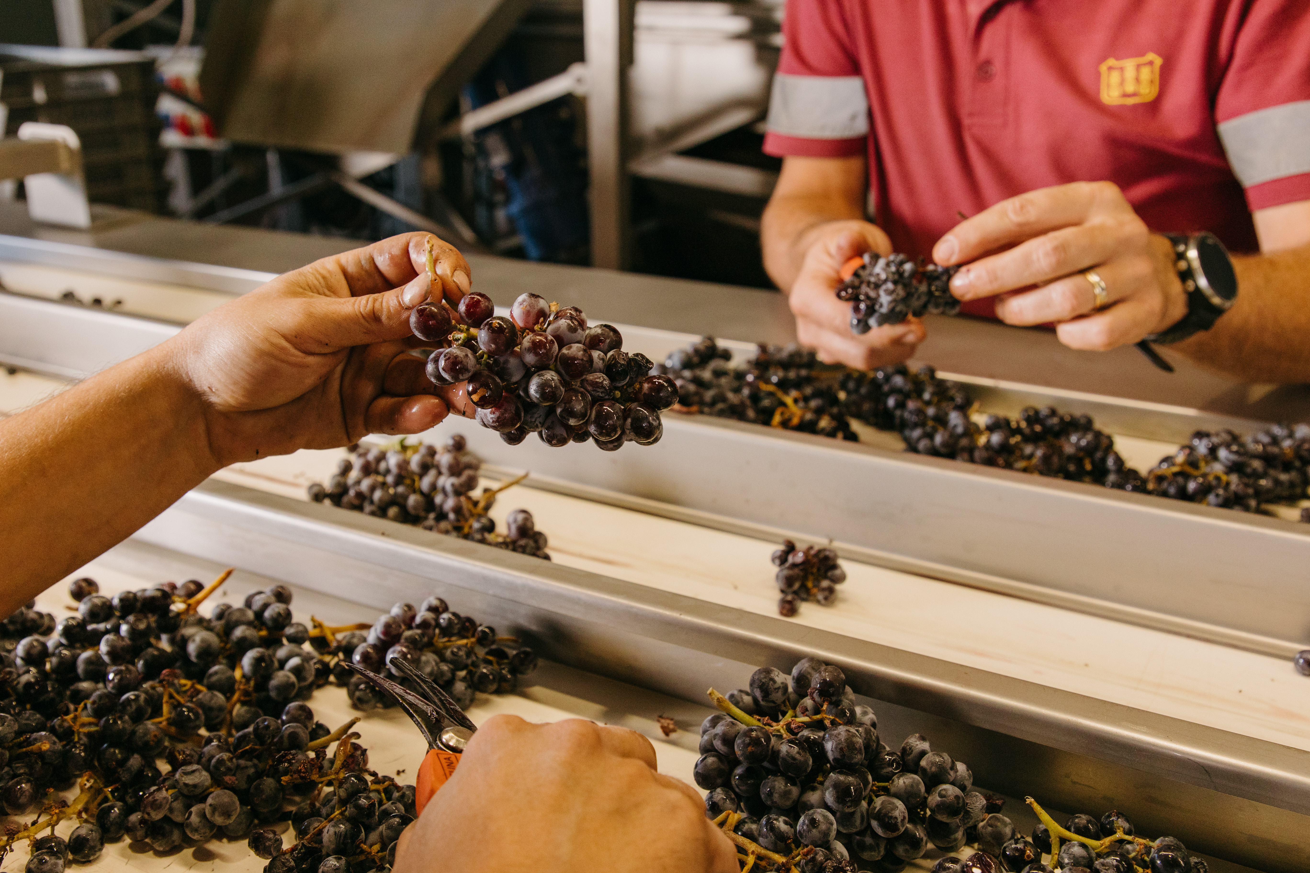 Selección de uvas manual en la bodega de la DOQ Priorat
