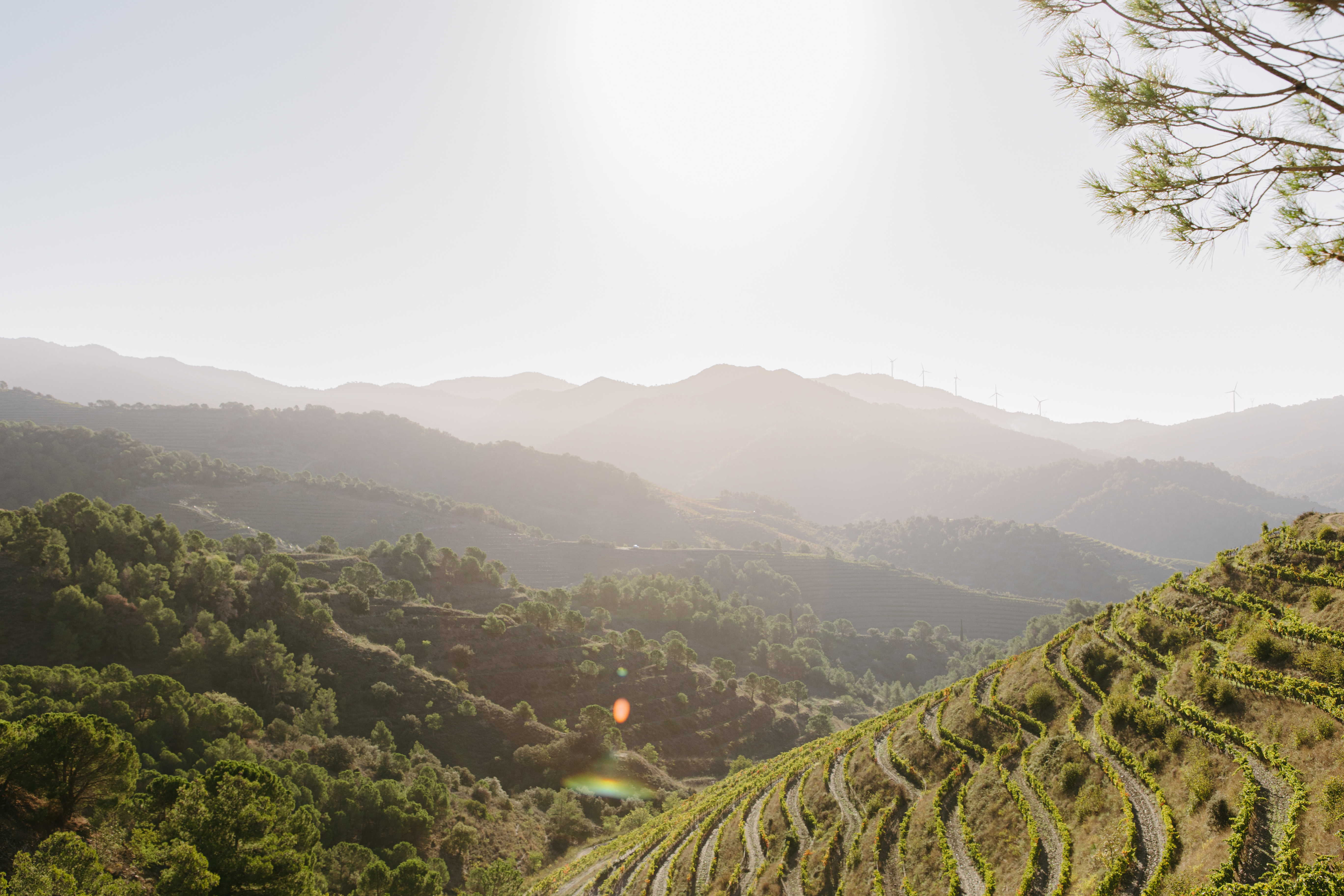 Paisaje de los viñedos de Familia Torres, en la DOQ Priorat
