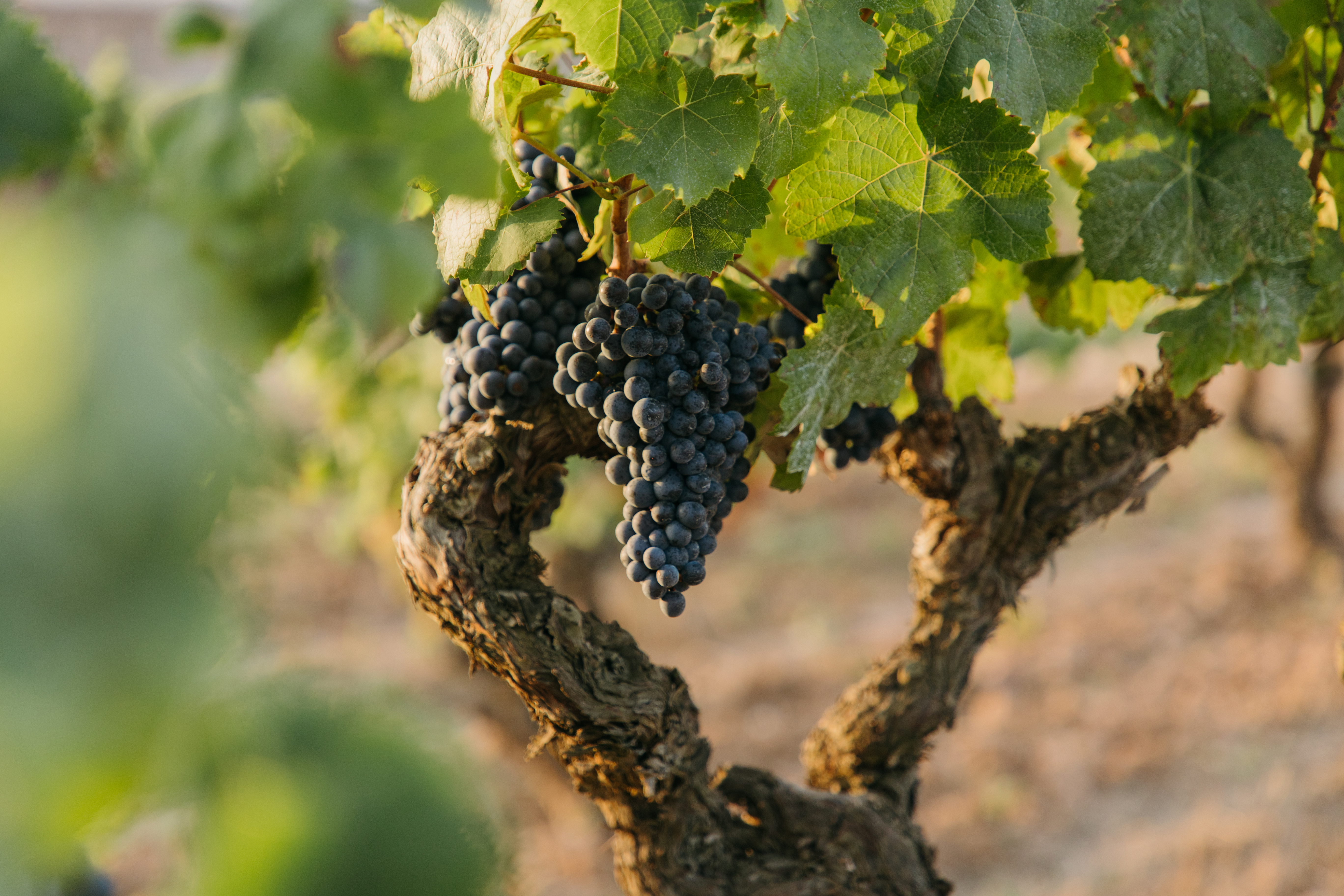 Variedad ancestral moneu plantada en la DO Penedès