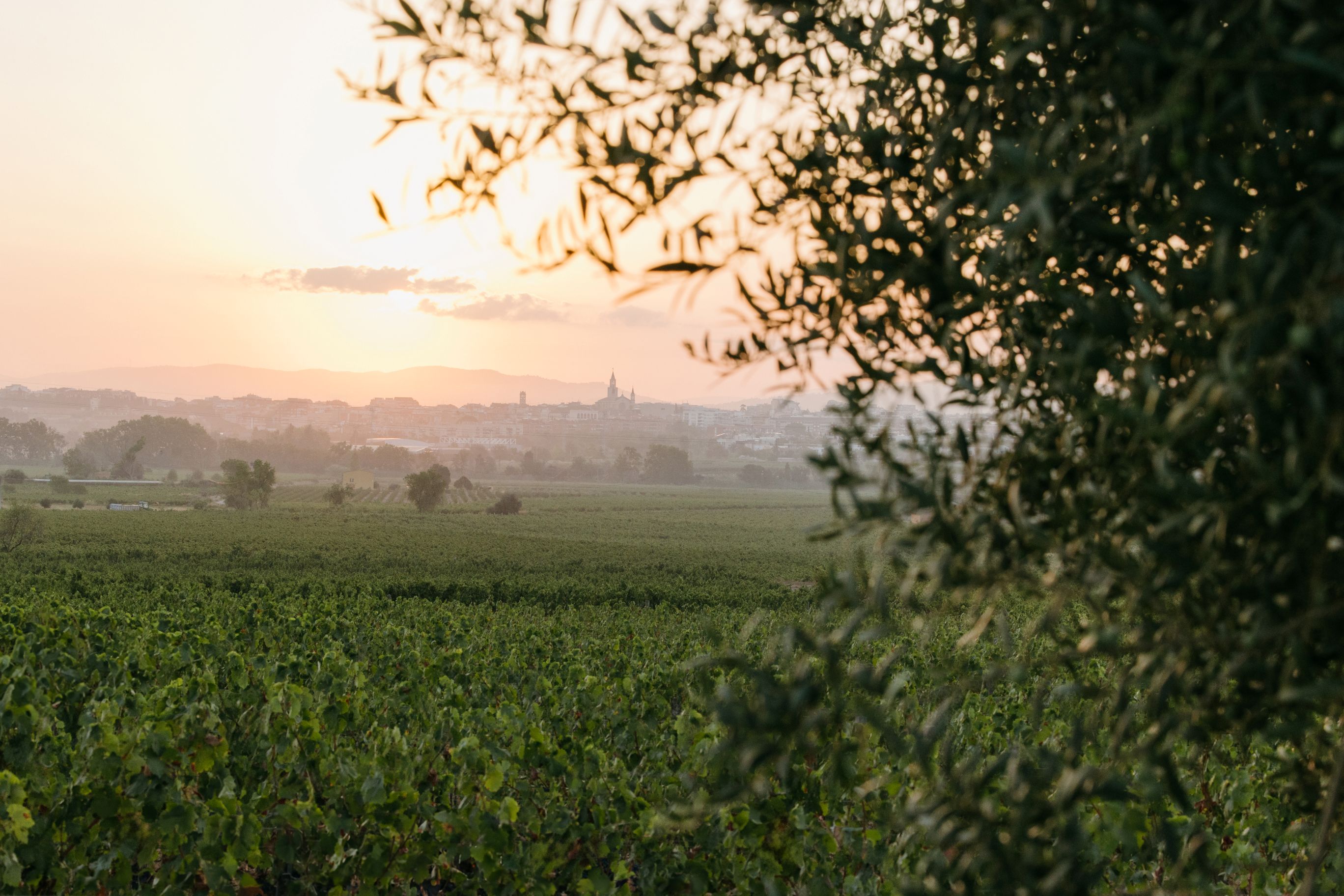 Viñedo en el Penedès