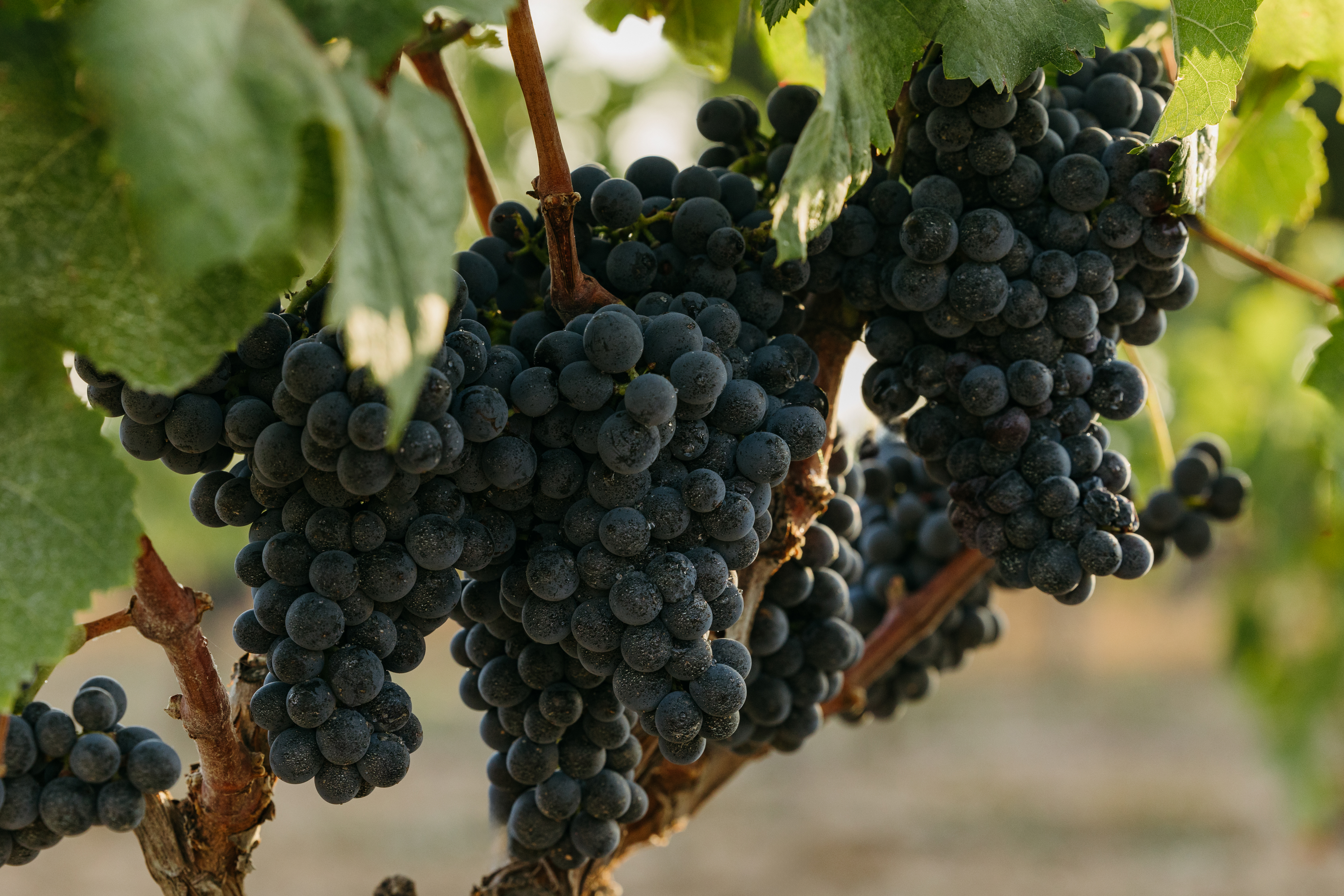 Variedad de uva moneu, en los viñedos de Familia Torres (DO Penedès)