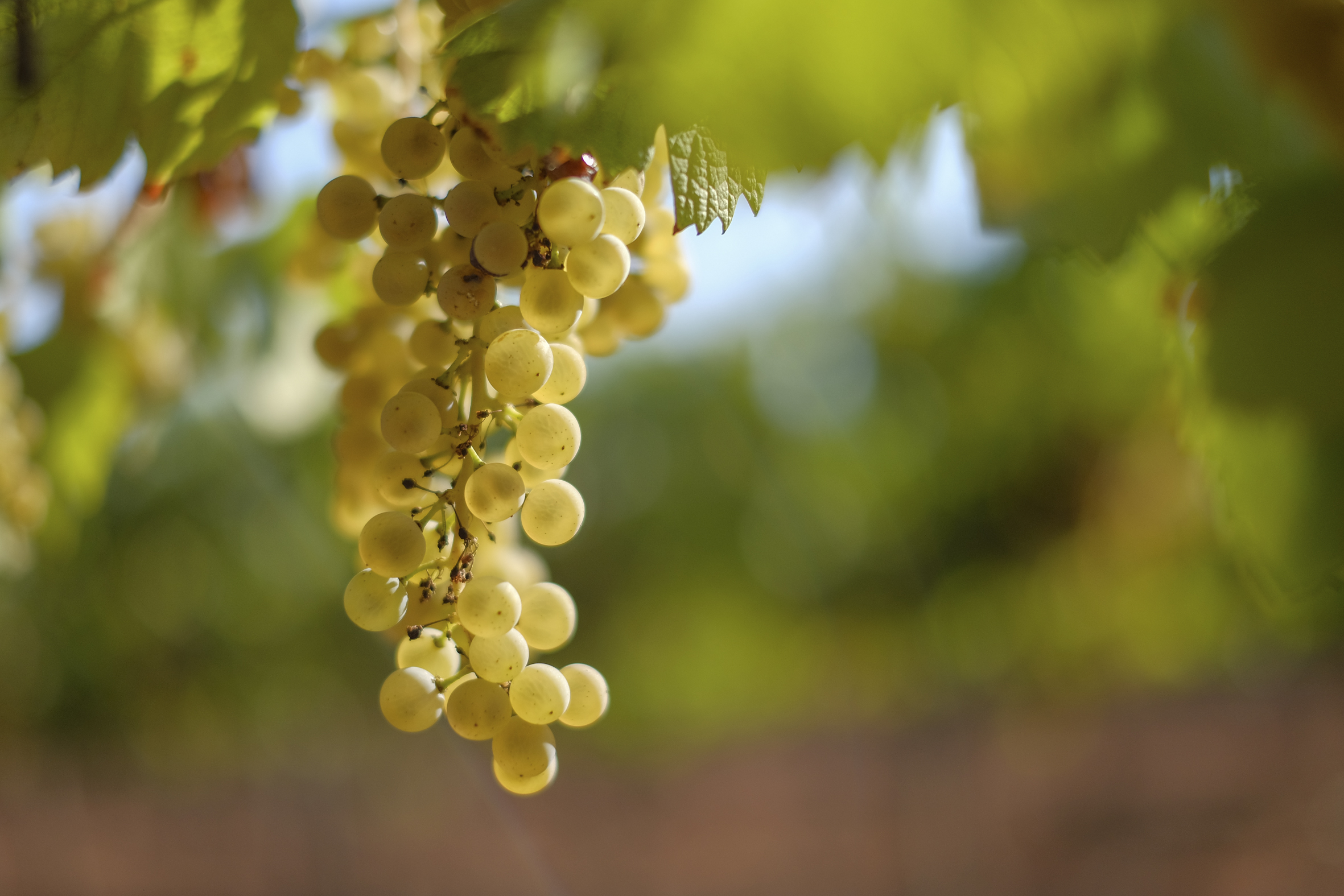 Variedad chardonnay, propiedad de Familia Torres