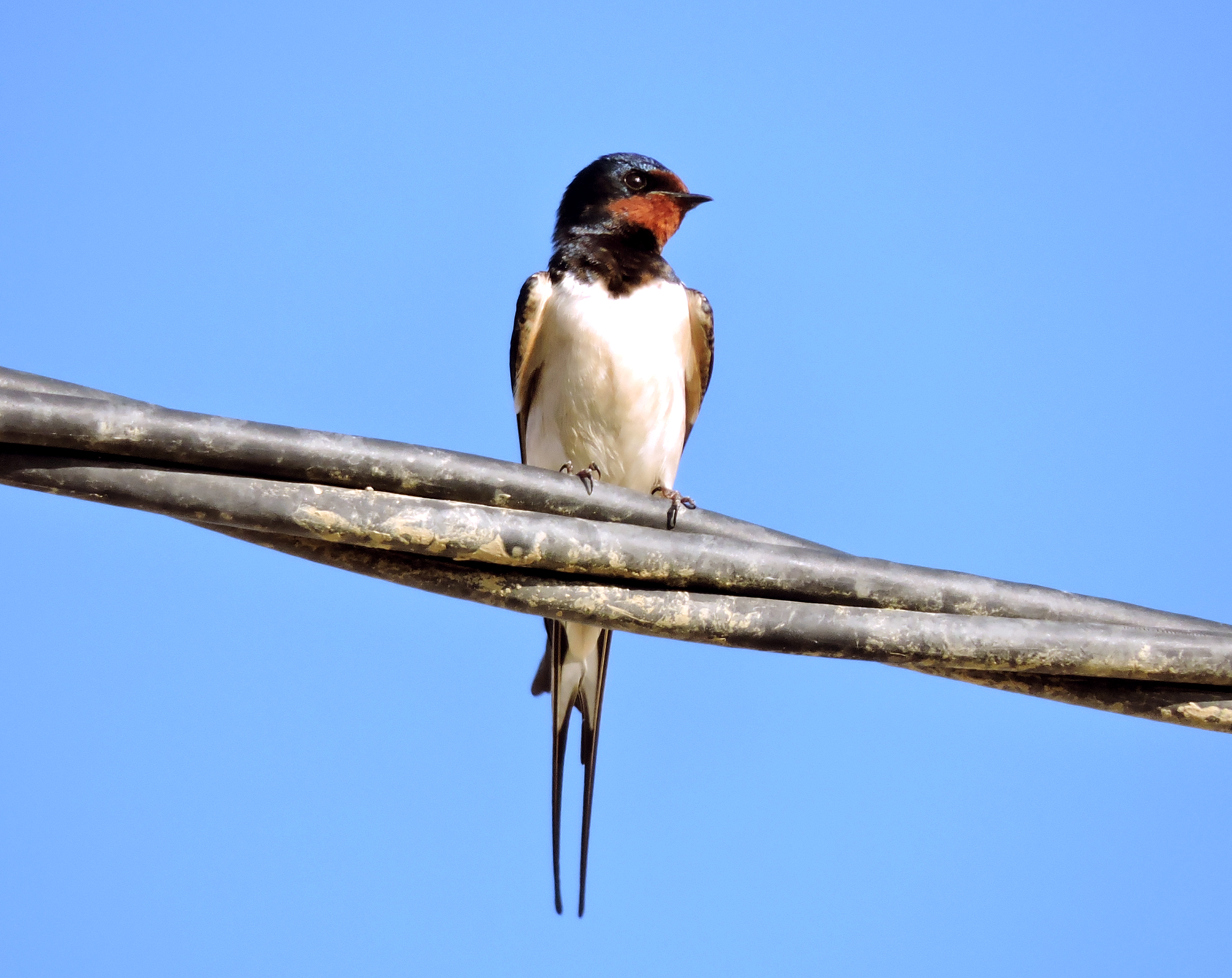 Golondrina común posada en un cable (Foto: Jose Luis Gallego)