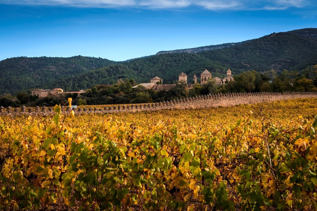 Paisaje otoñal en el viñedo de Grans Muralles (DO Conca de Barberà) 