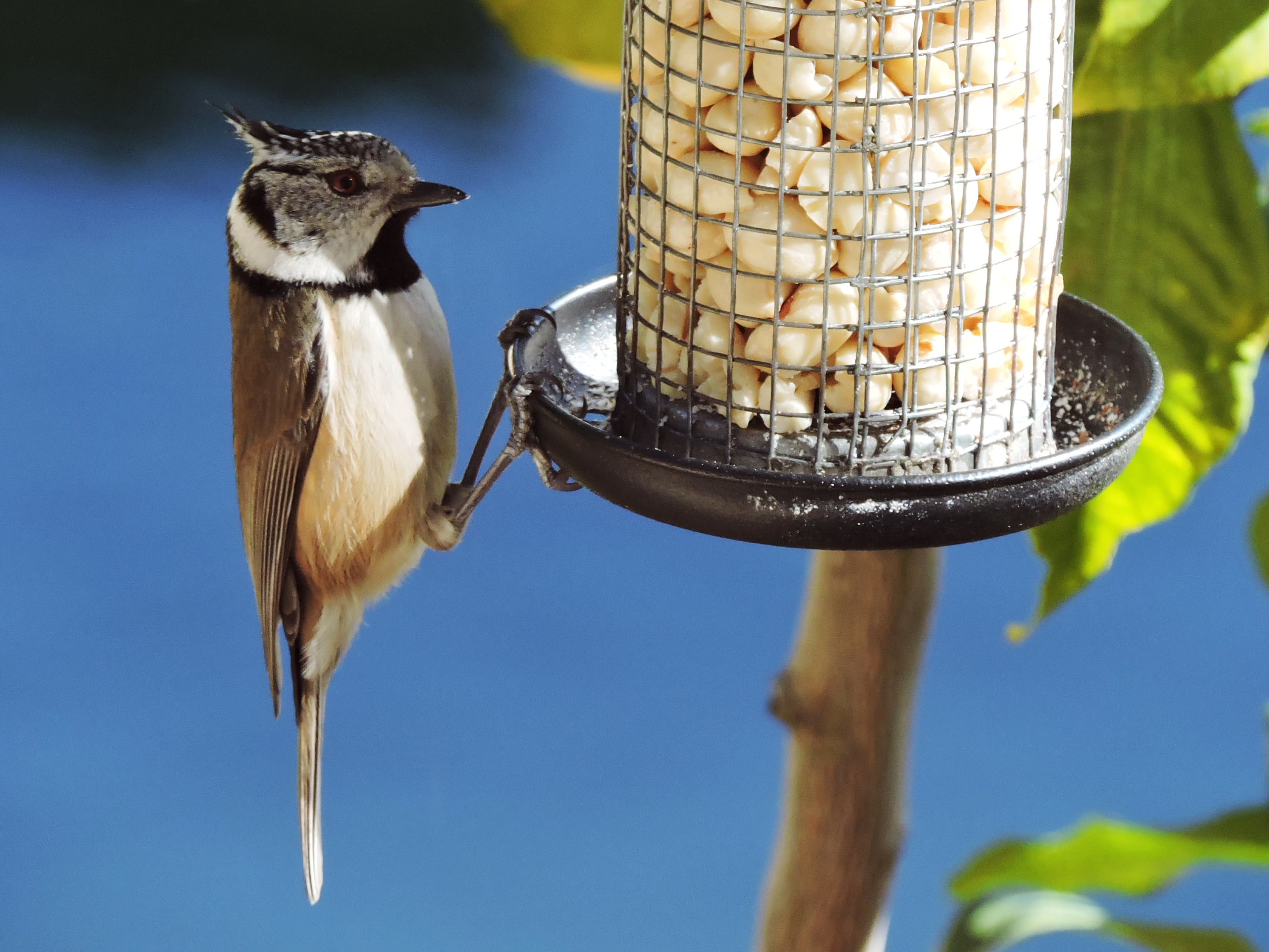herrerillo capuchino. Fotografía de: Jose Luis Gallego