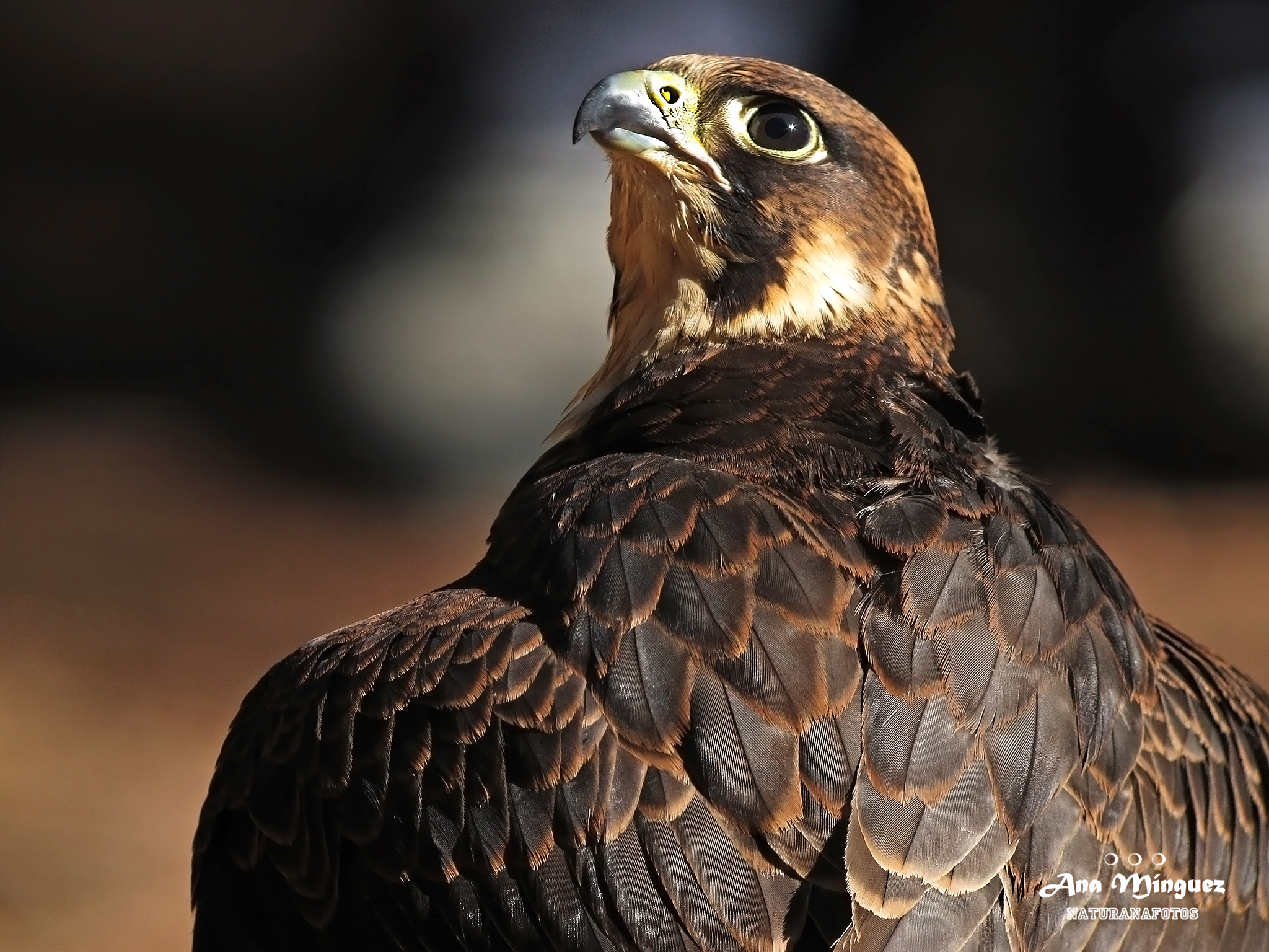 Ejemplar de halcón peregrino