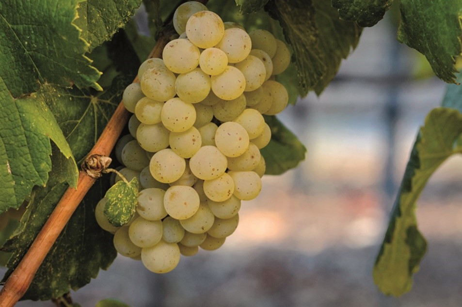 Racimo de la variedad albariño en los viñedos propios de Familia Torres.