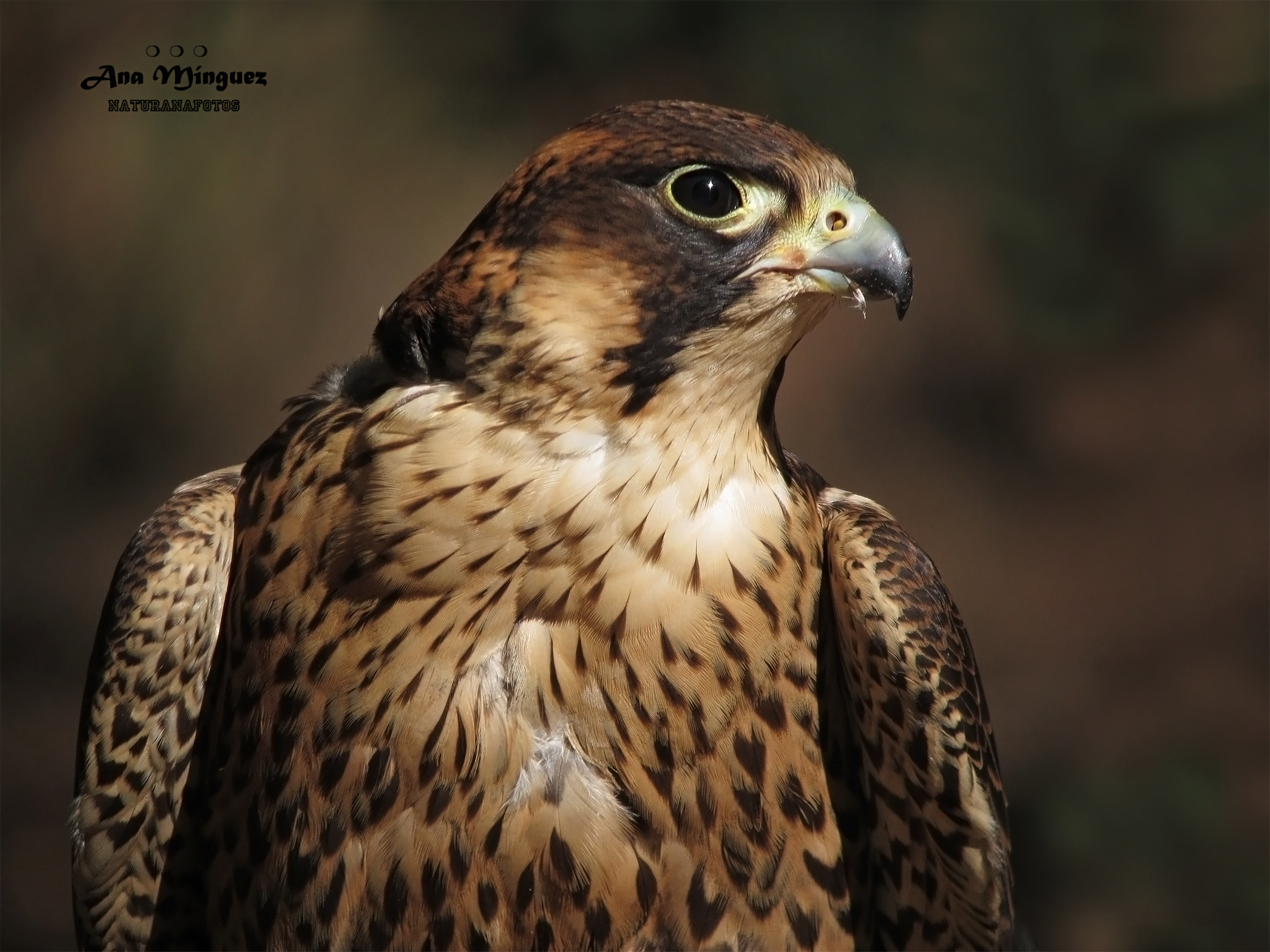 Ejemplar de halcón peregrino