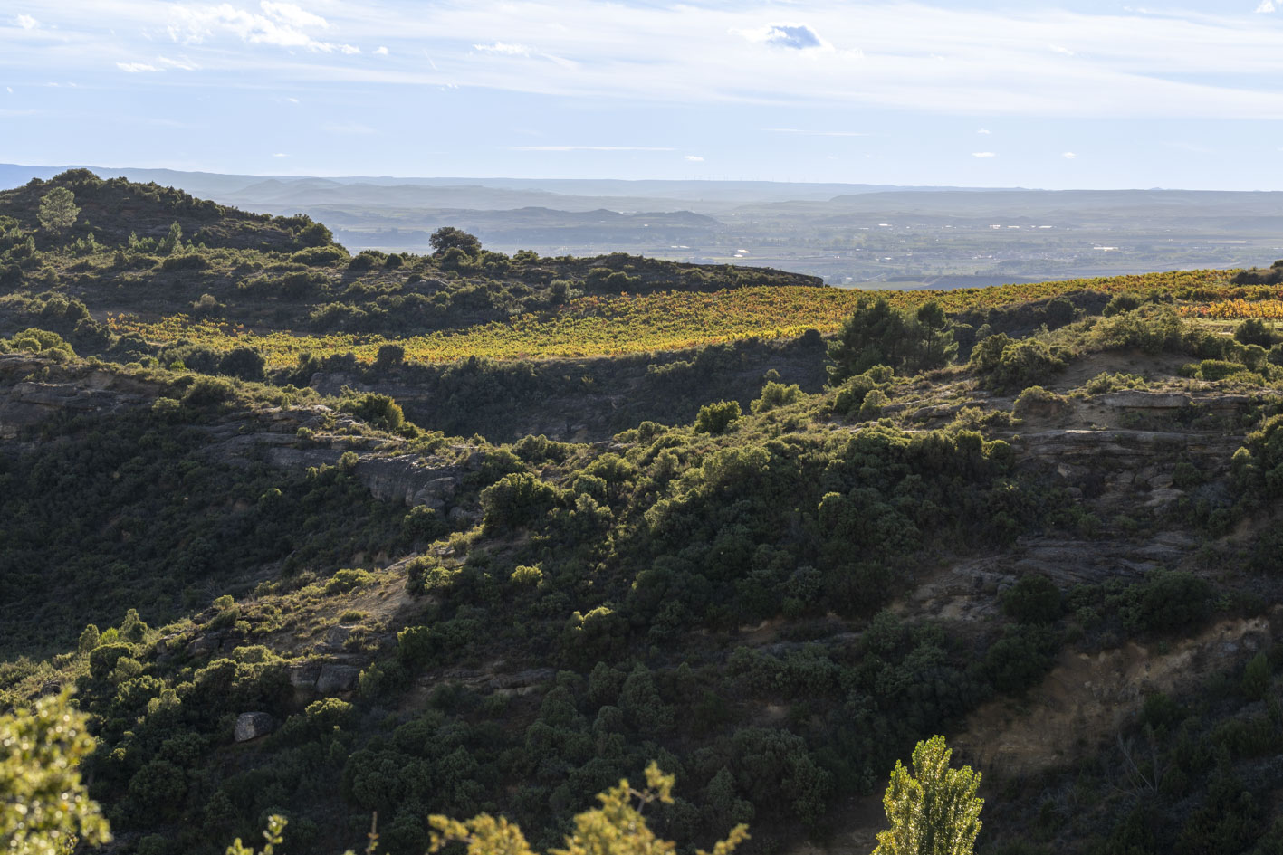 Paisaje de los viñedos de Familia Torres, en la DOCa Rioja 
