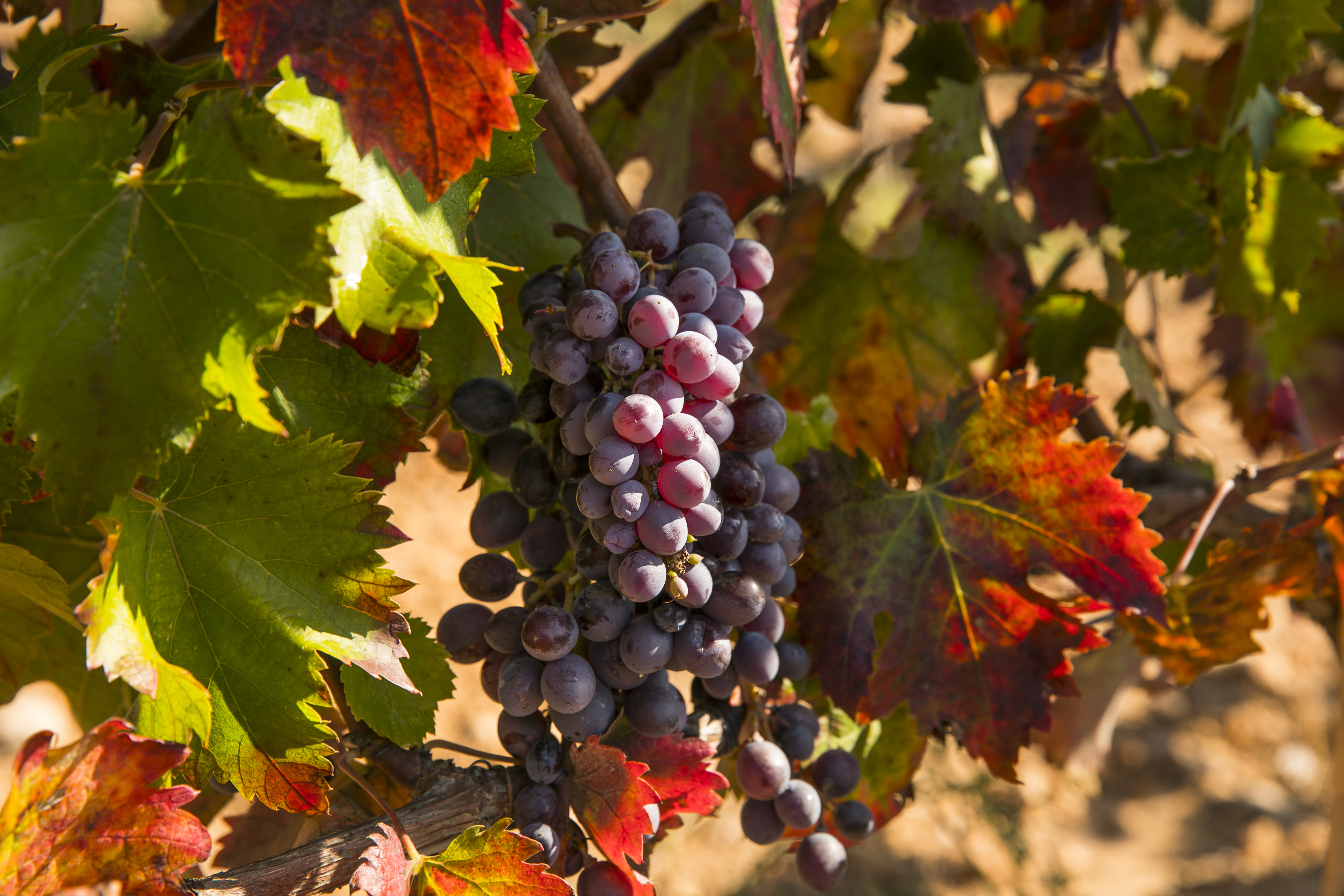 Racimo de la variedad sumoll en los viñedos propios de Familia Torres.