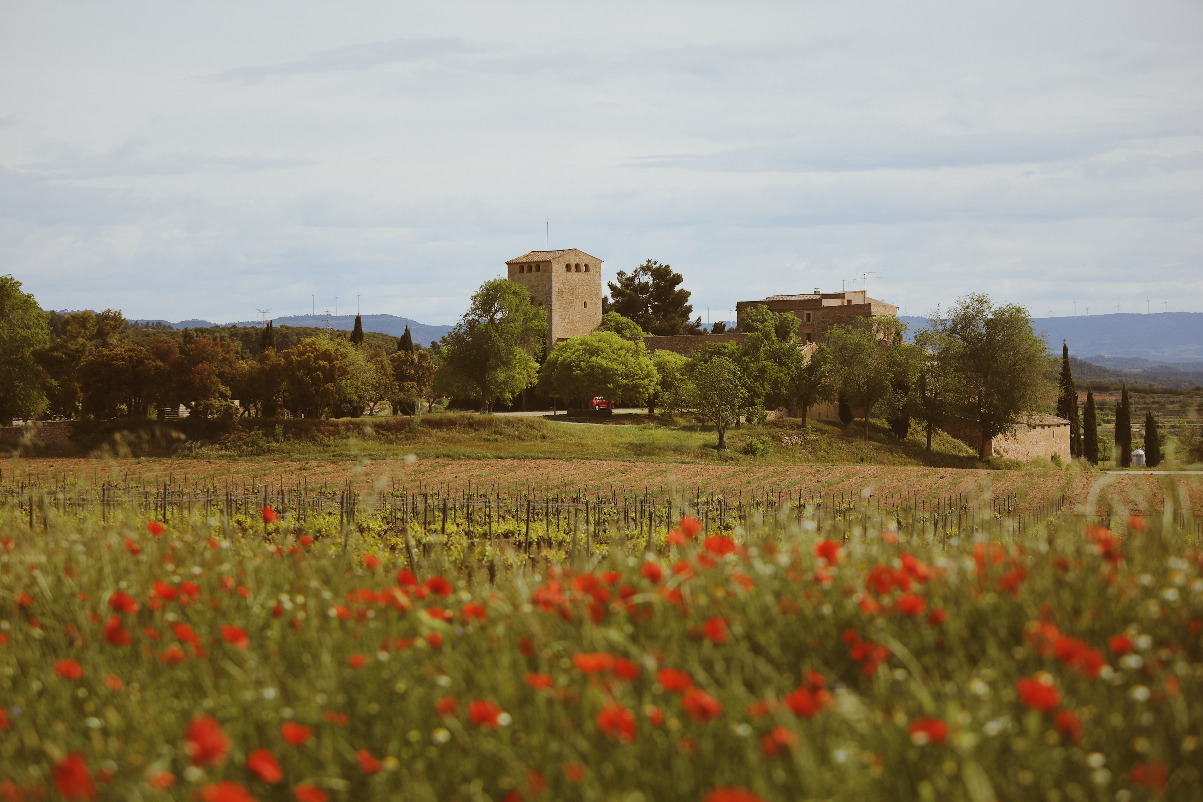 Viñedo Milmanda, propiedad de Familia Torres, ubicado en Vimbodí i Poblet (Tarragona) 