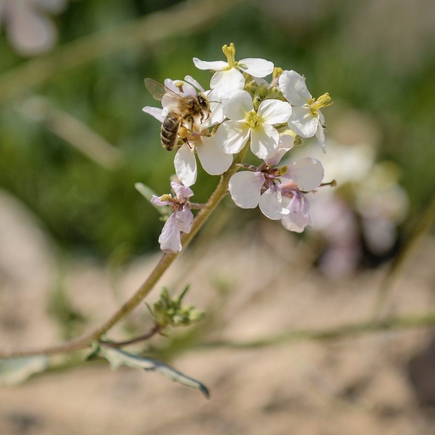 Abeja en Mas La Plana