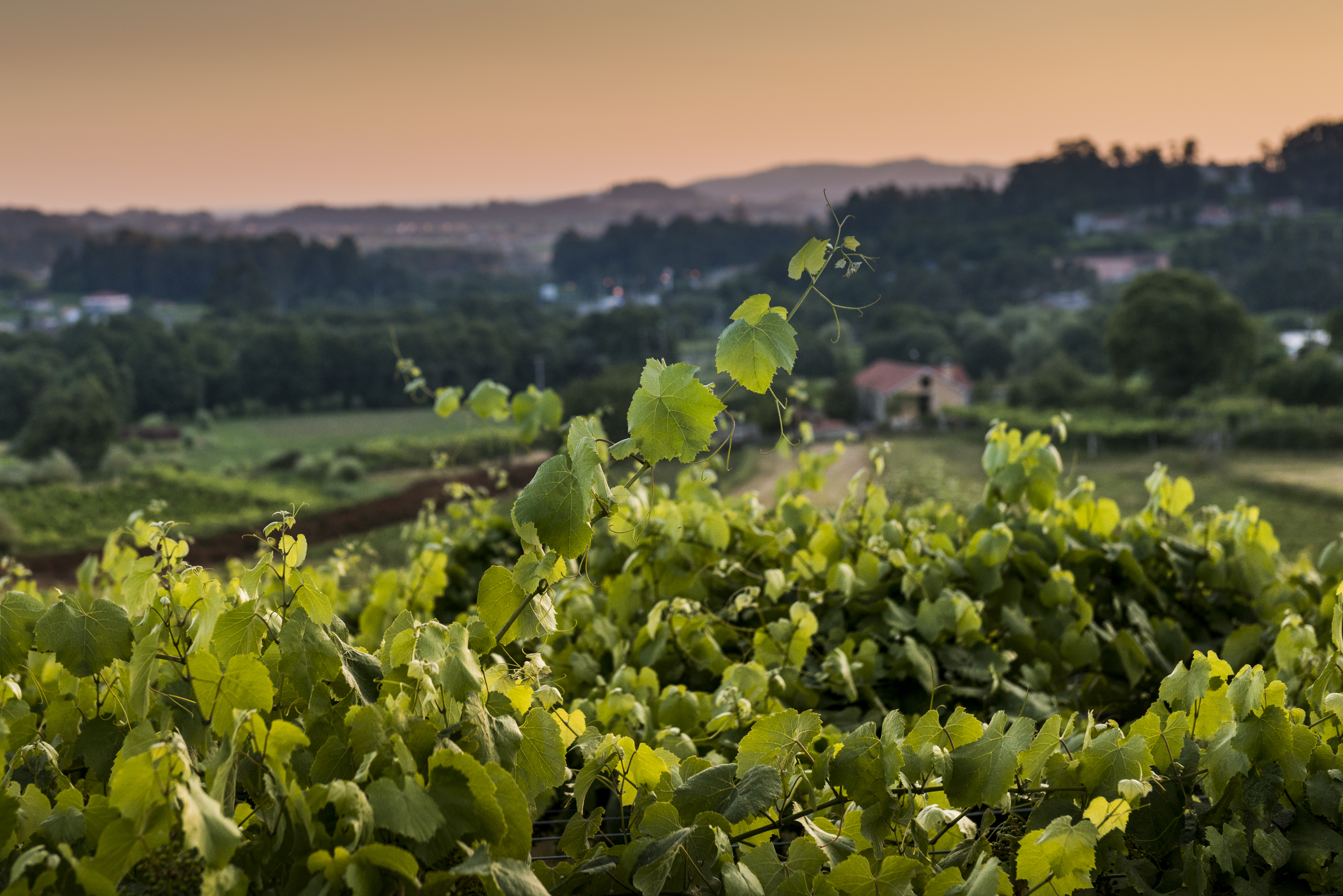 Rias Baixas