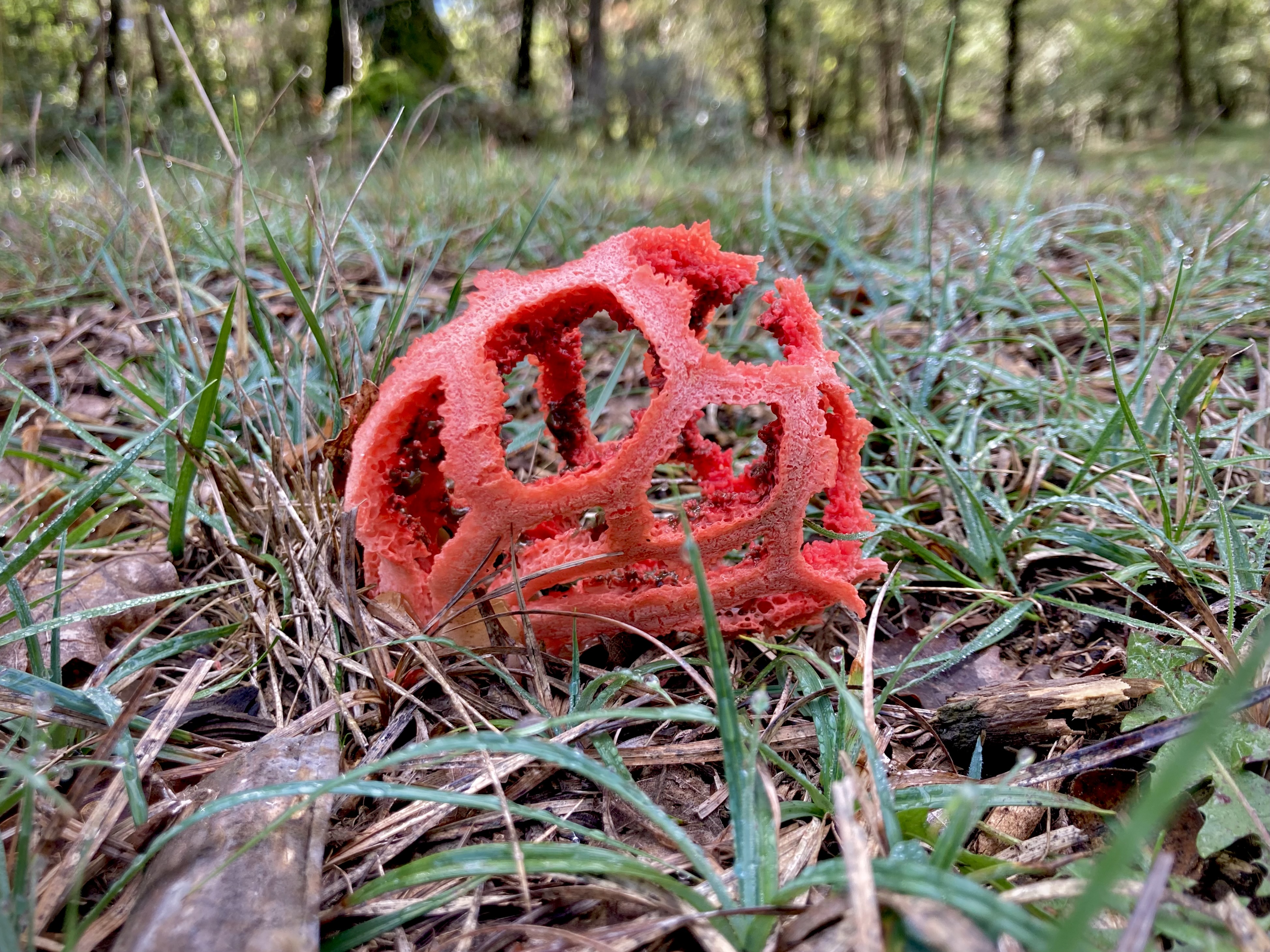 Ejemplar de reja del diablo, fotografía de: Jose Luis Gallego 