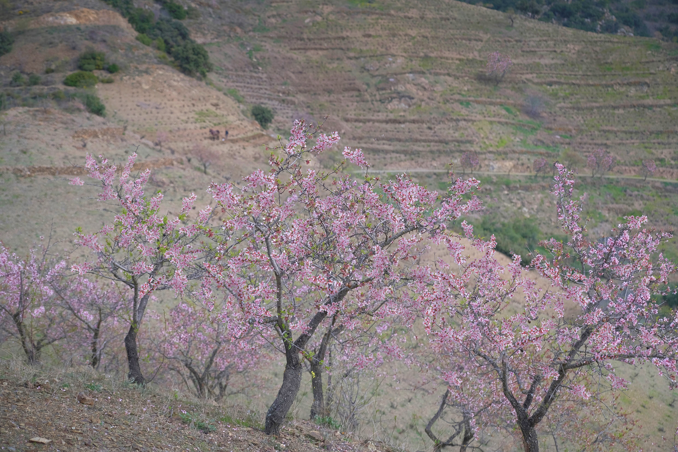 Arboles de almendro entre viñedos en el Priorat