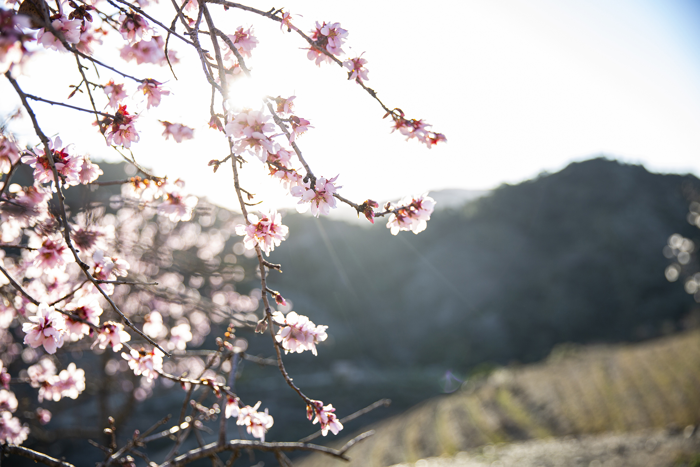 Ejemplar de almendros en el Priorat