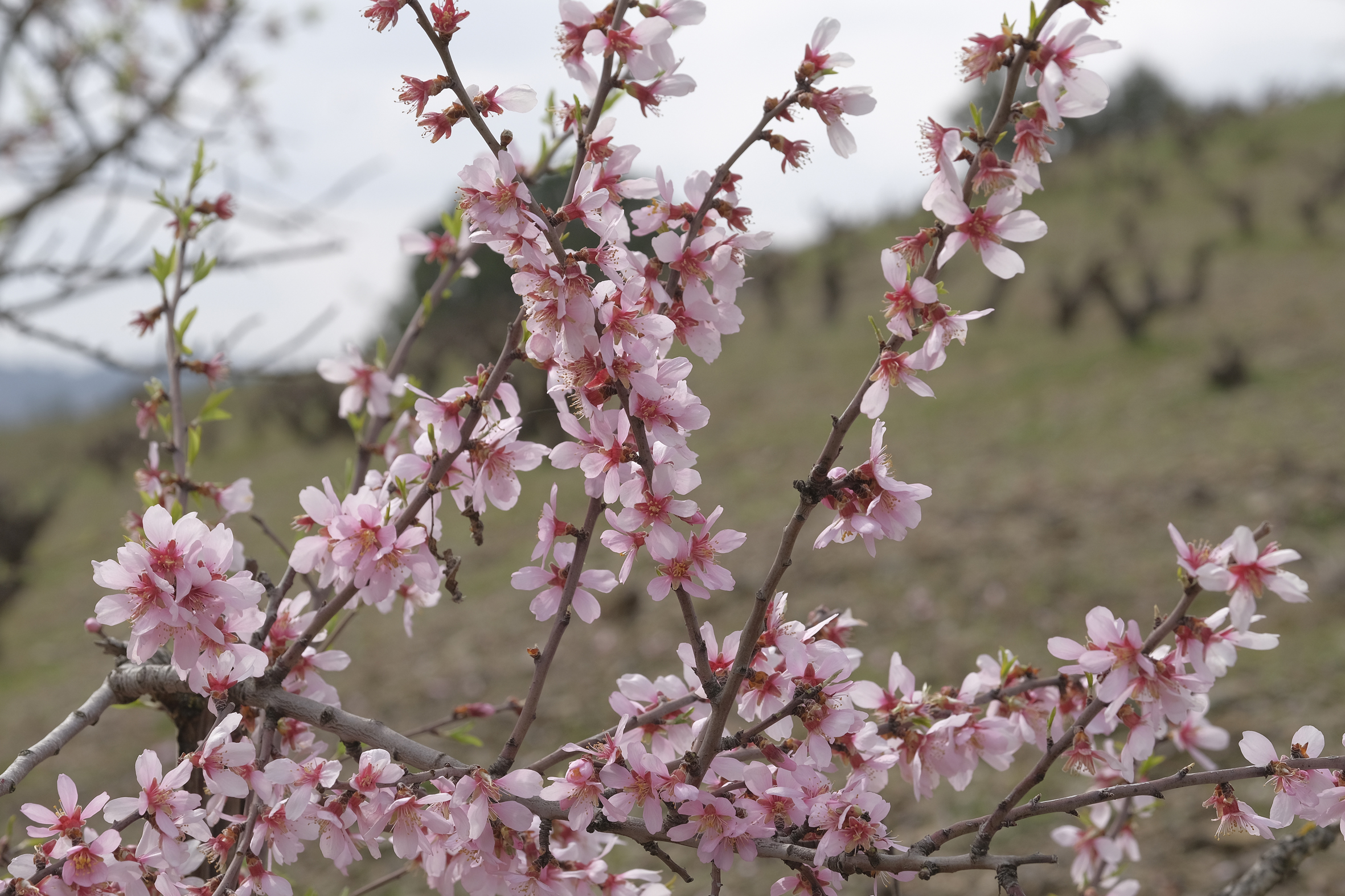 Almendro entre viñas en el Priorat
