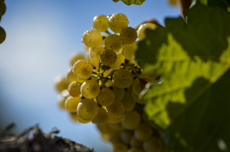 Variedad forcada, plantada en viñedos de propiedad de Familia Torres