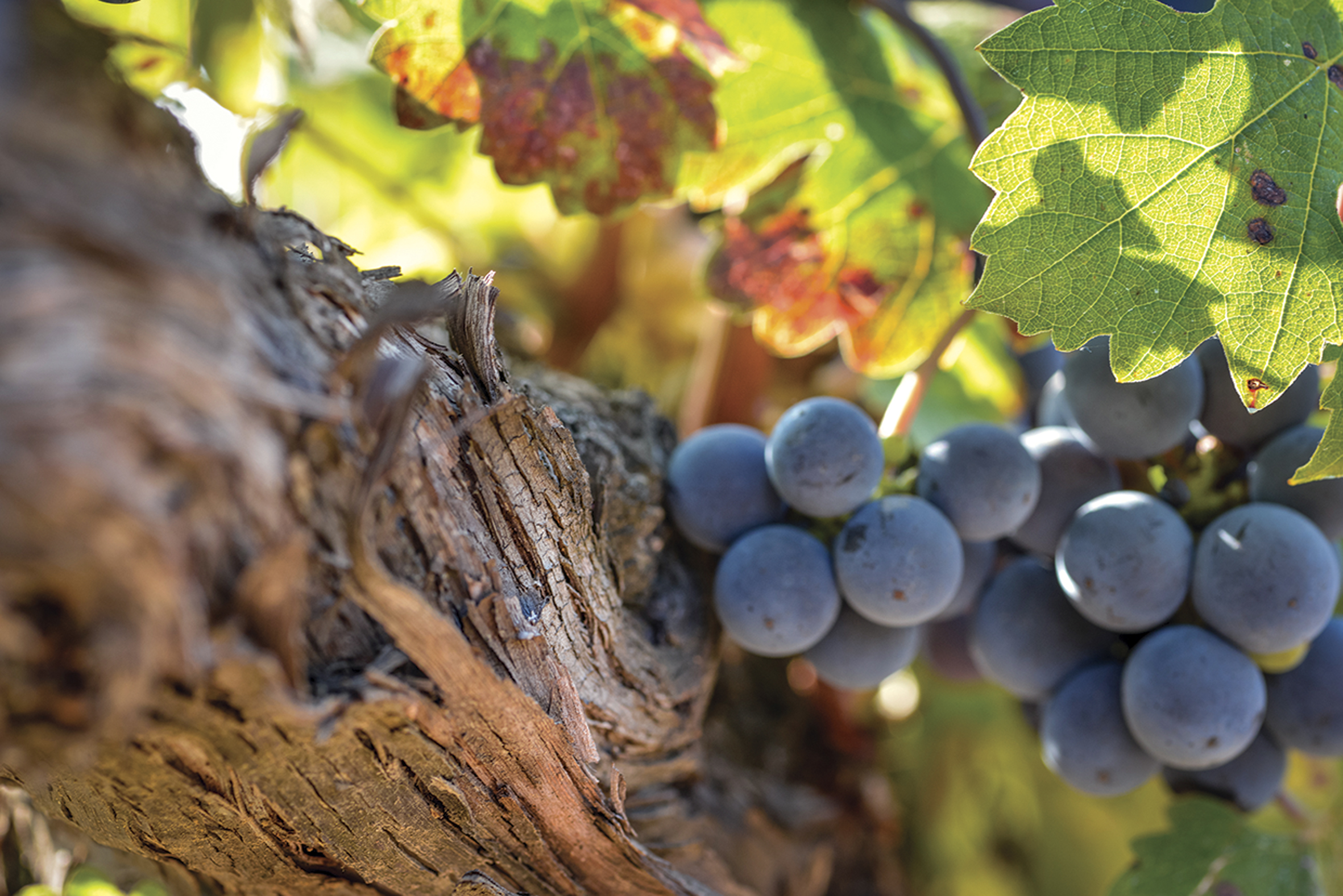 Uva de la variedad cabernet sauvignon, de la DO Penedès. Propiedad de Familia Torres