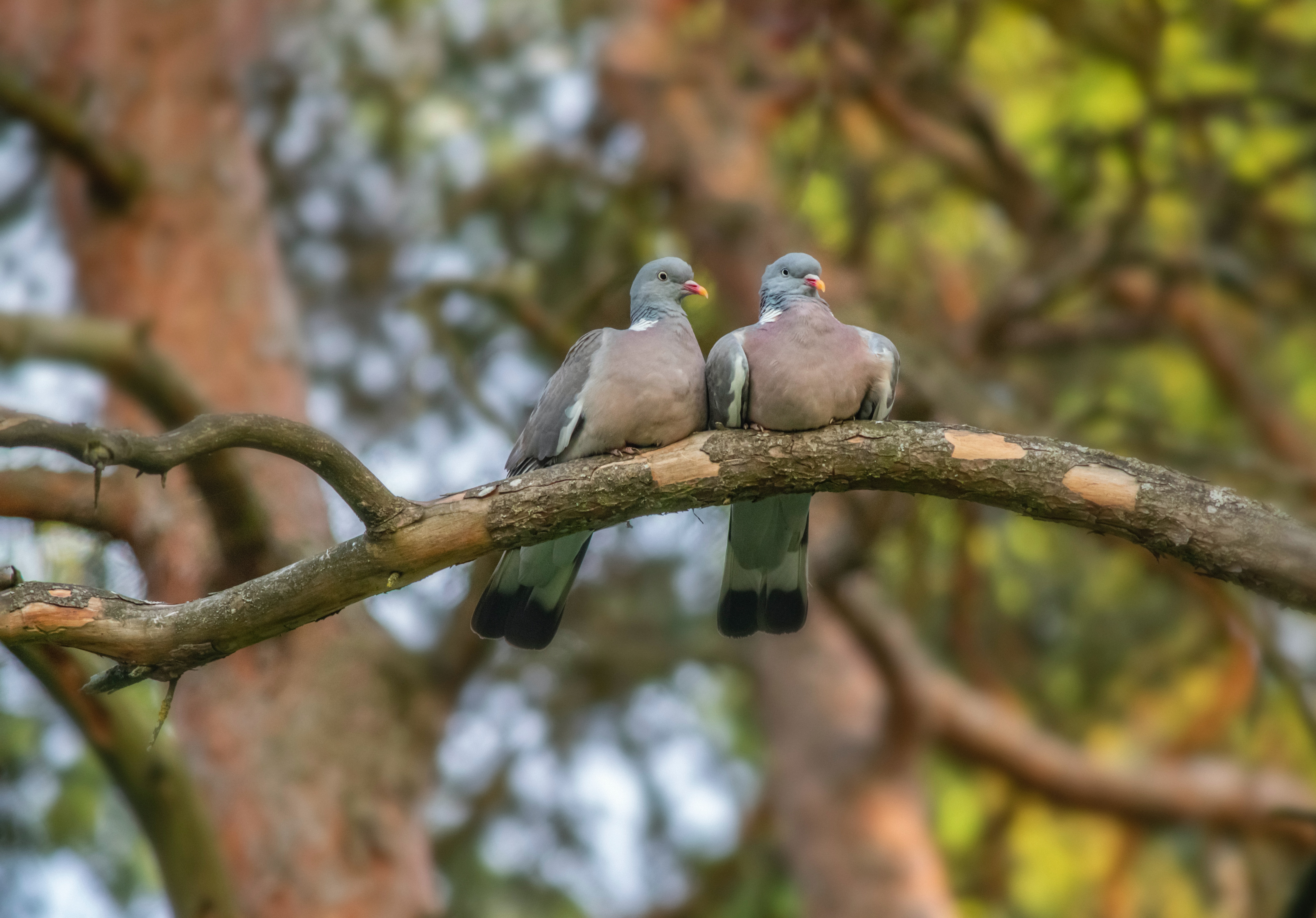 Pareja de palomas trocaz sobre una rama de un árbol.