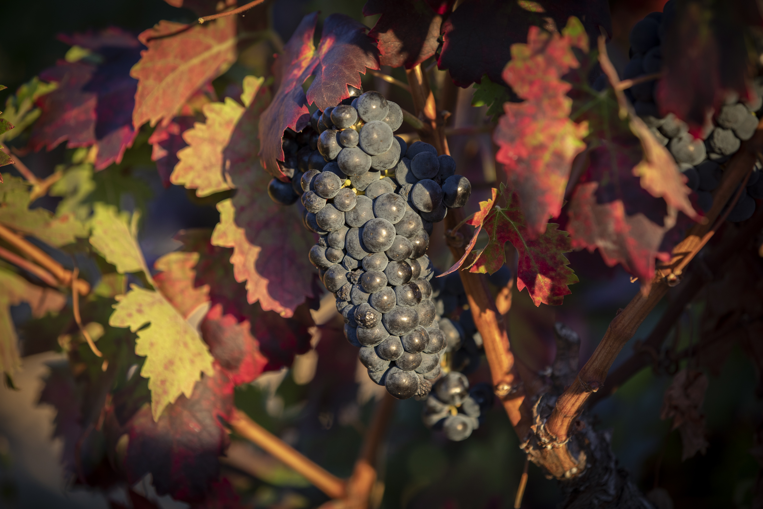 Racimo de uva de tempranillo en la época de otoño.