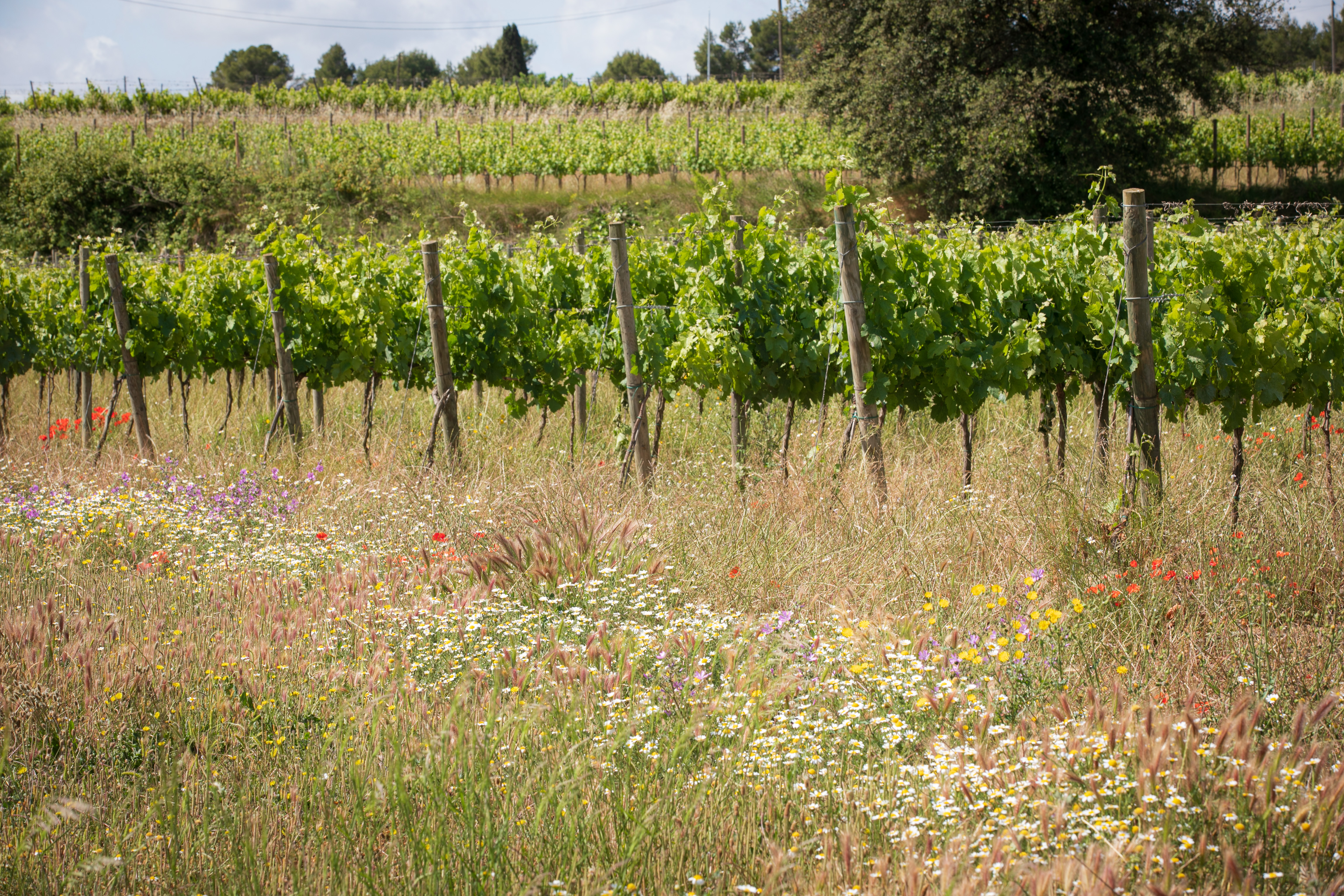 Viticultura regenerativa