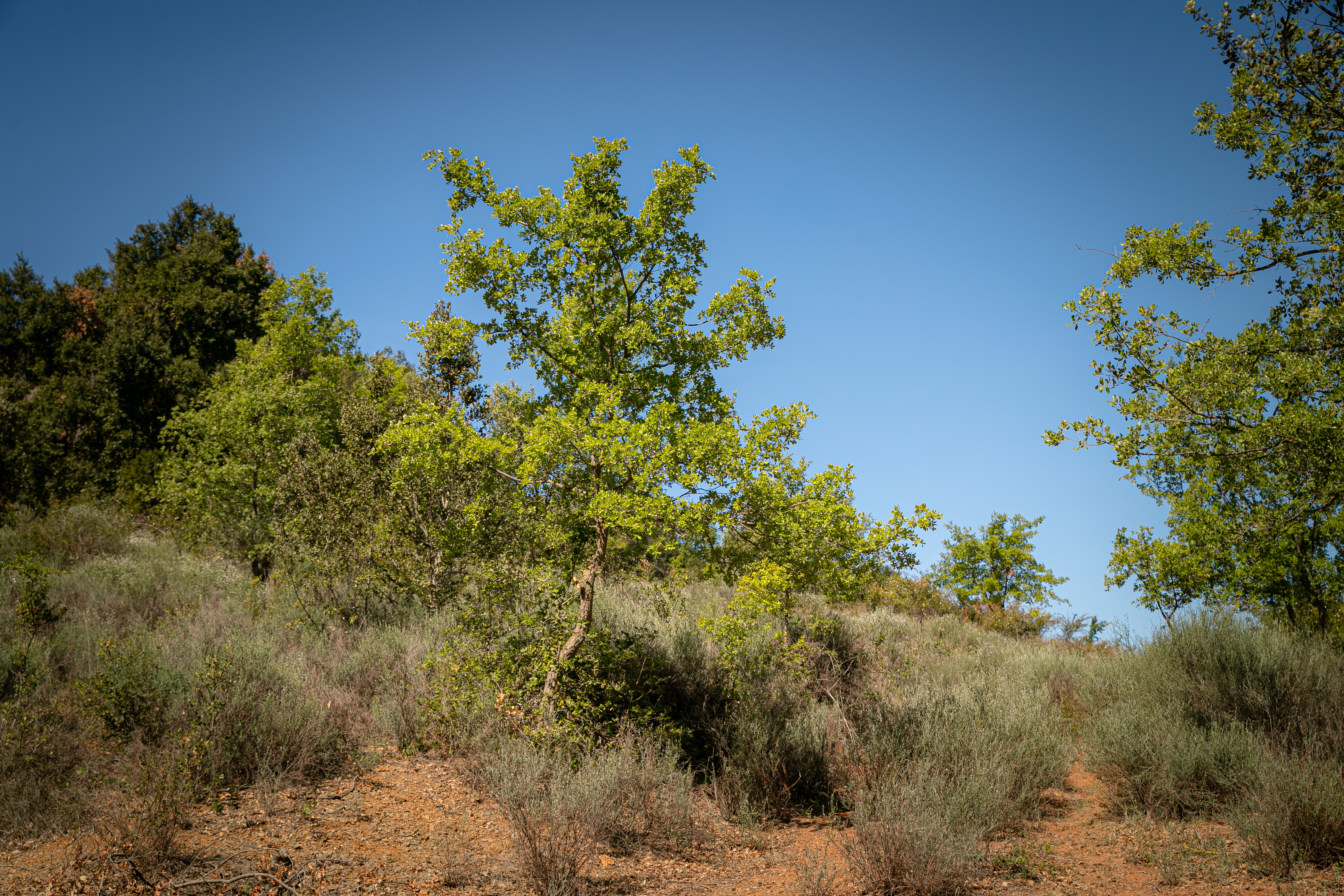 Bosc de la DO Conca de Barberà&nbsp;