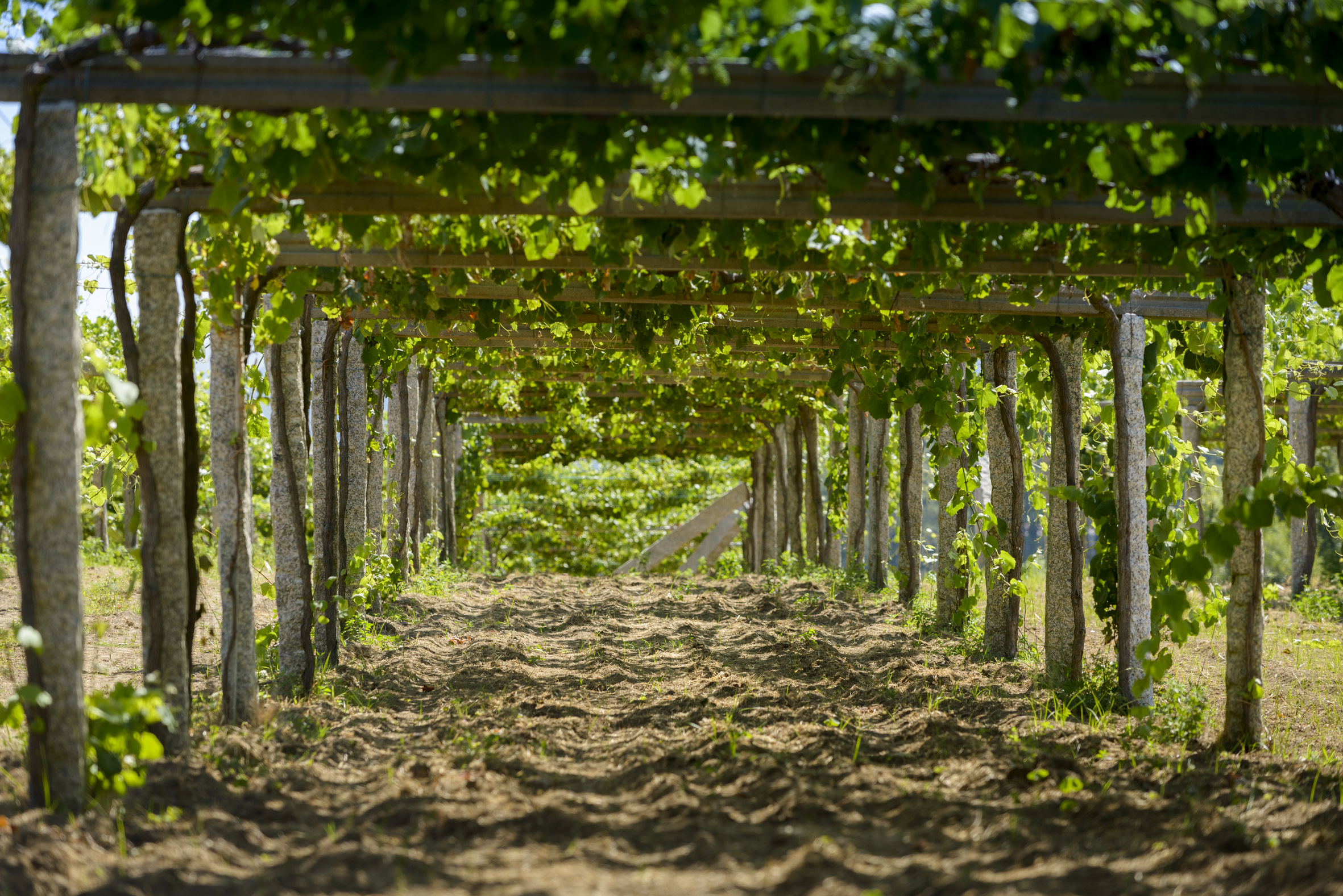 Parras de albariño de la DO Rías Baixas.
