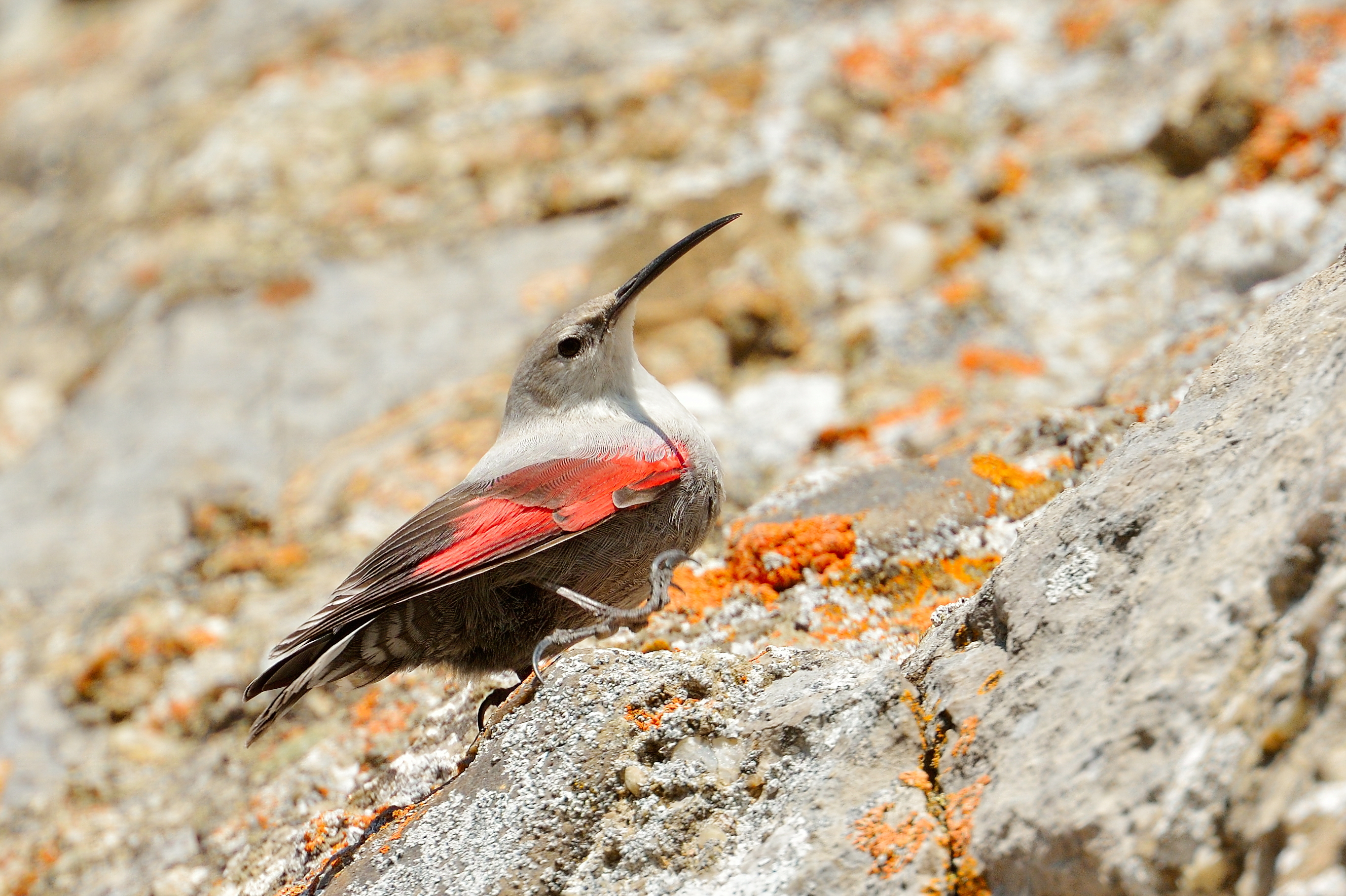 Ejemplar de treparriscos. Fotografía de: SEO/Birdlife