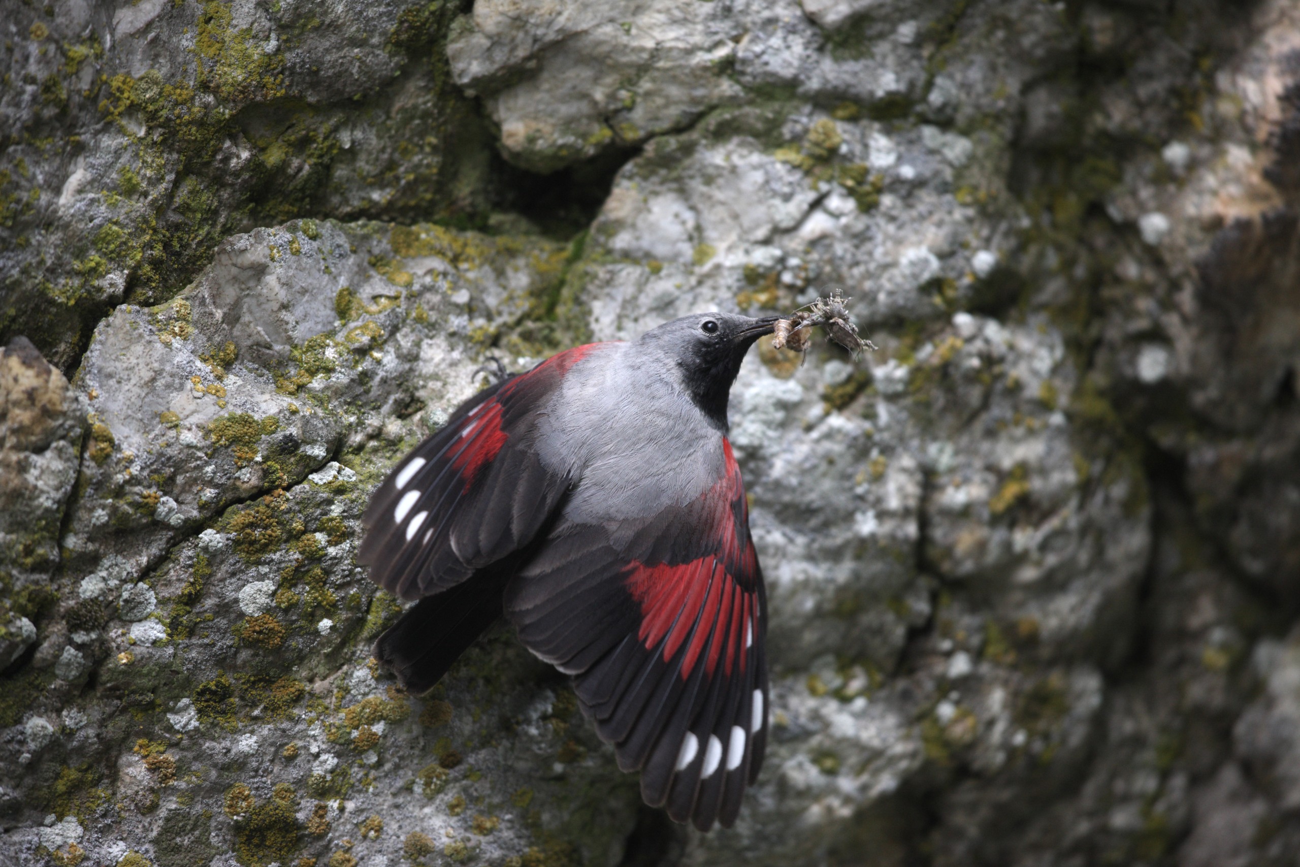 Treparriscos en una piedra. Fotografía de: SEO/Birdlife