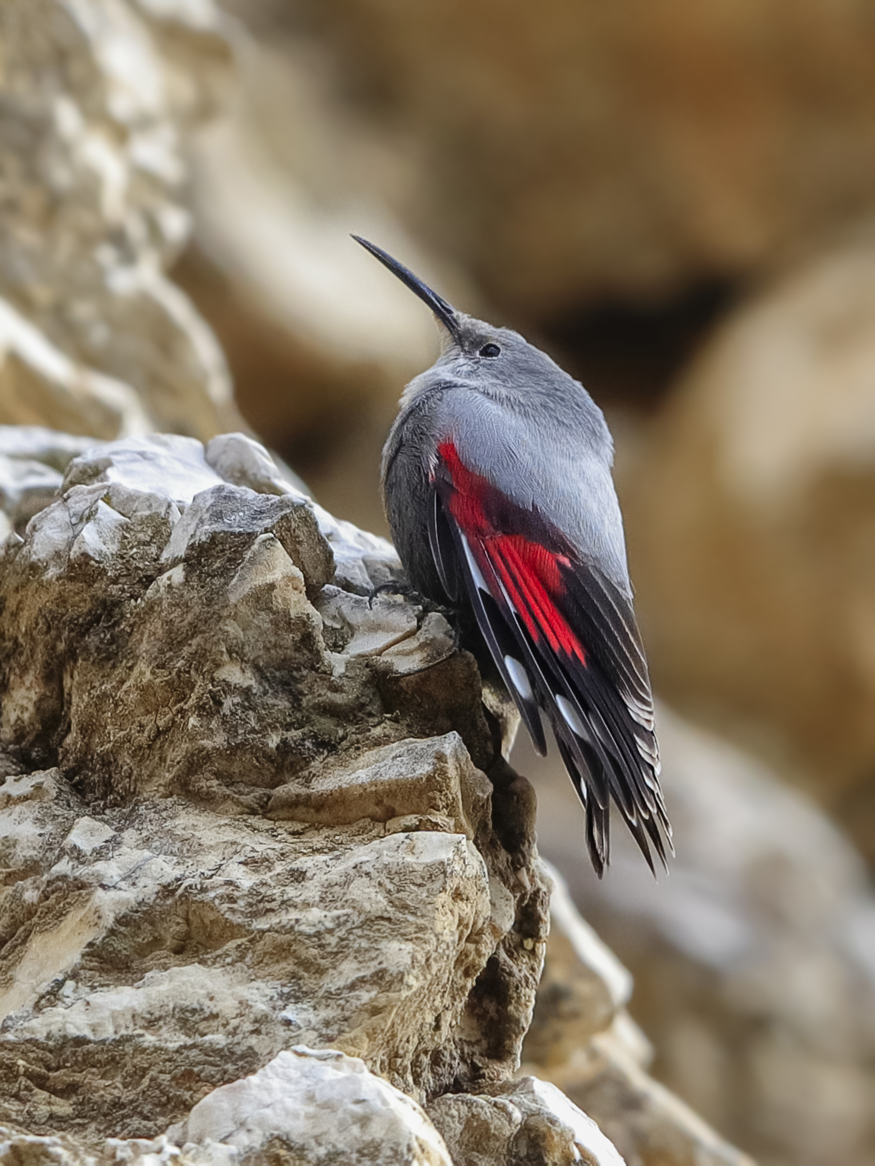 Ejemplar de treparriscos posado en una piedra. Fotografía de: SEO/Birdlife
